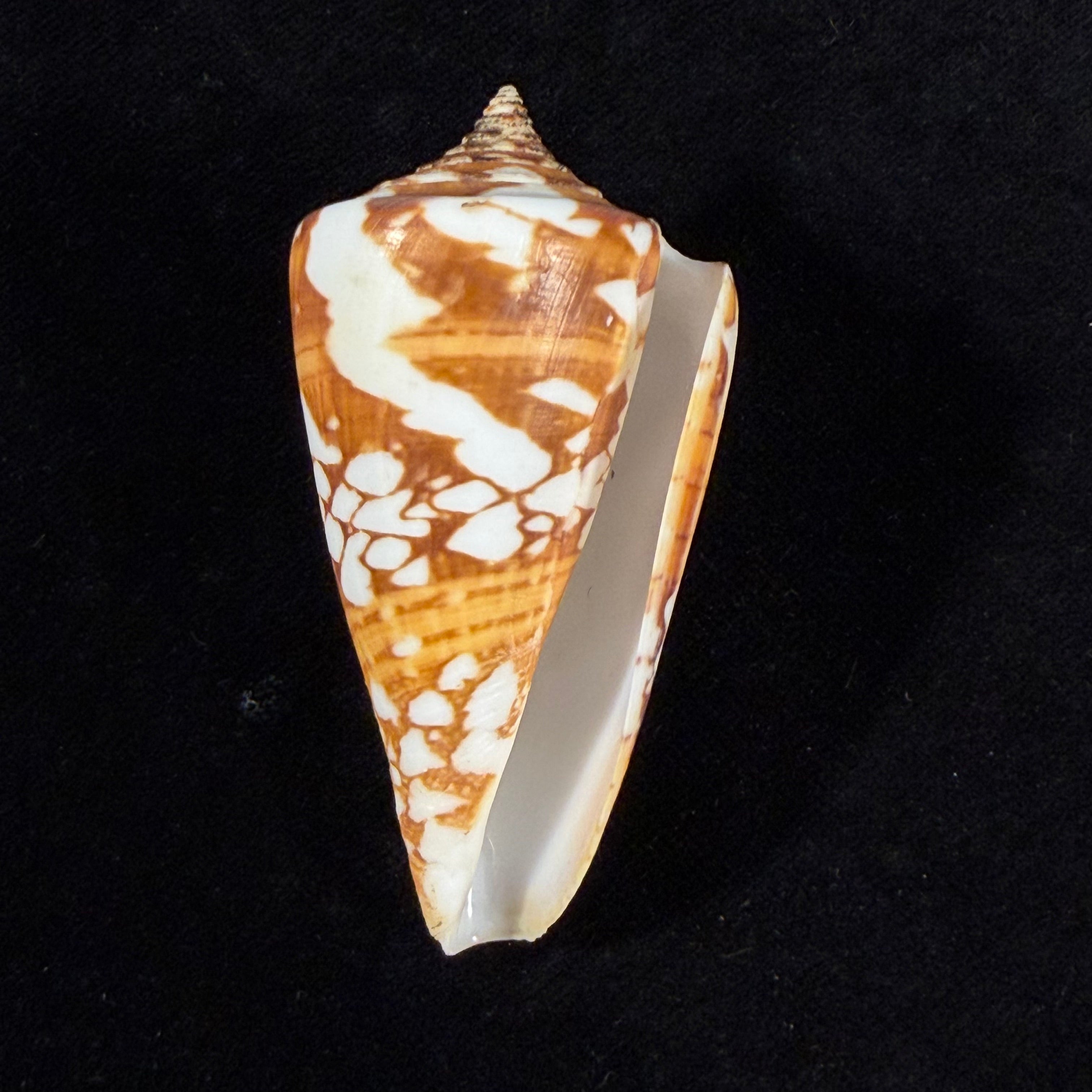 Conus amadis var. castaneofasciata Dautzenberg, 1937 - 44,8mm