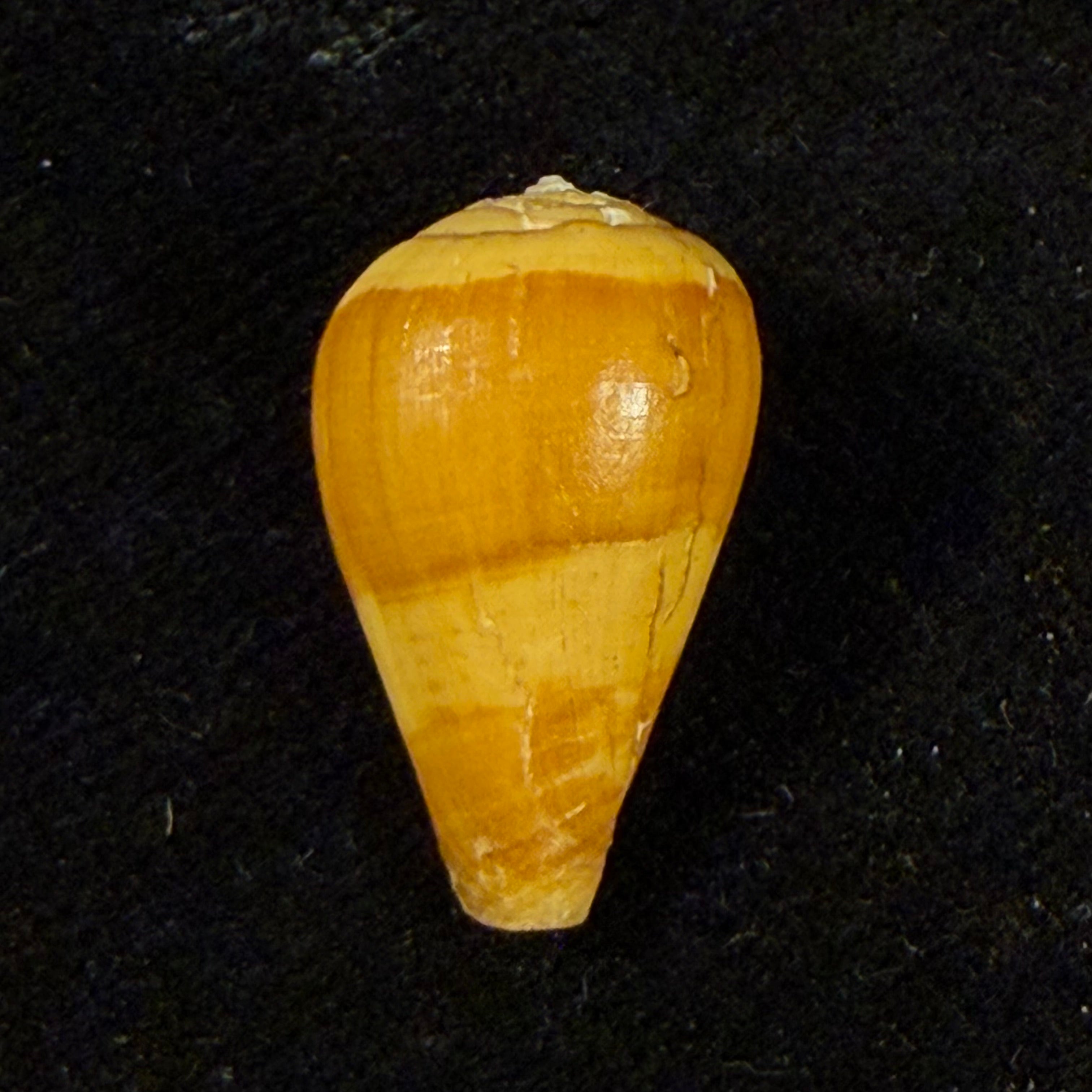 Conus babaensis Rolán & Röckel, 2001 - 20,3mm