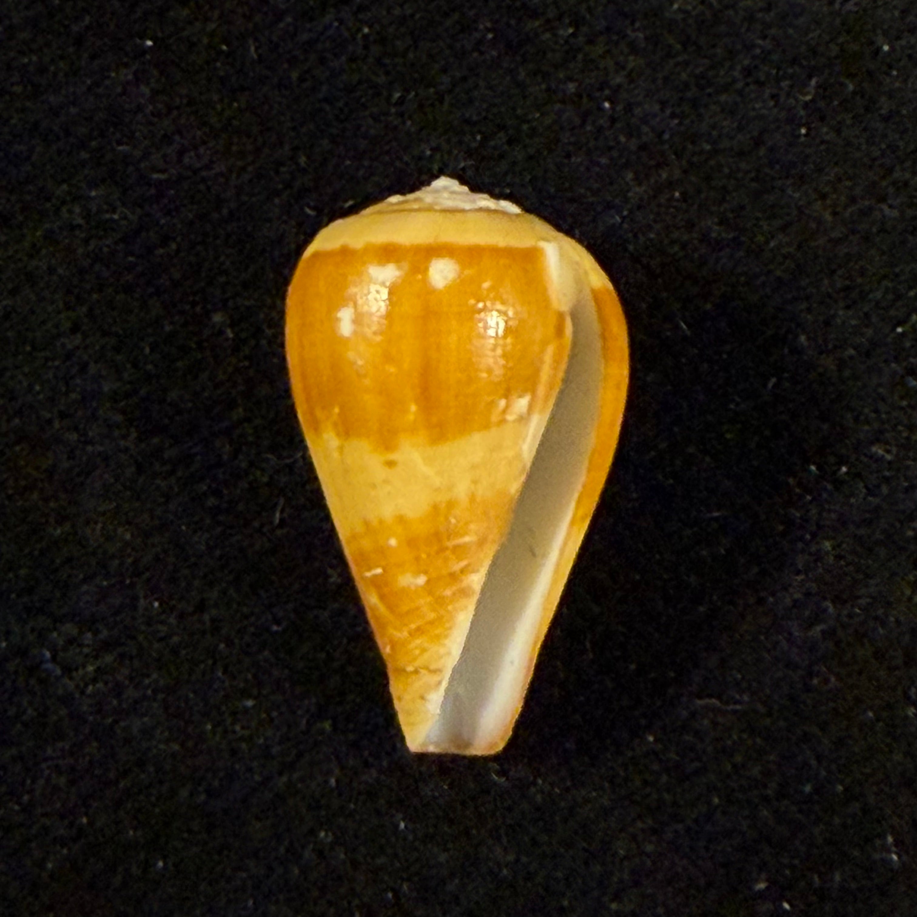 Conus babaensis Rolán & Röckel, 2001 - 20,3mm