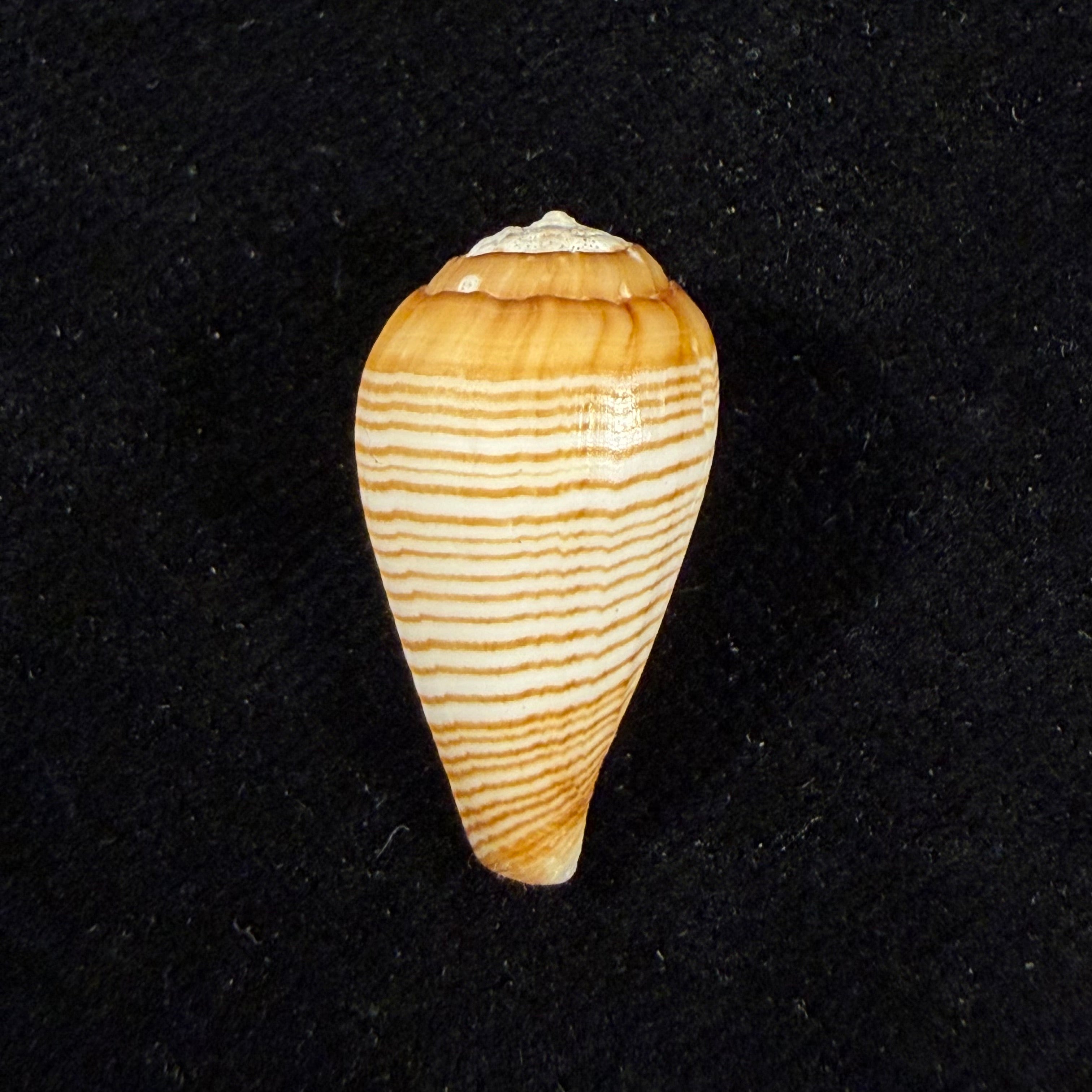 Conus fuscolineatus G. B. Sowerby III, 1905 - 24mm