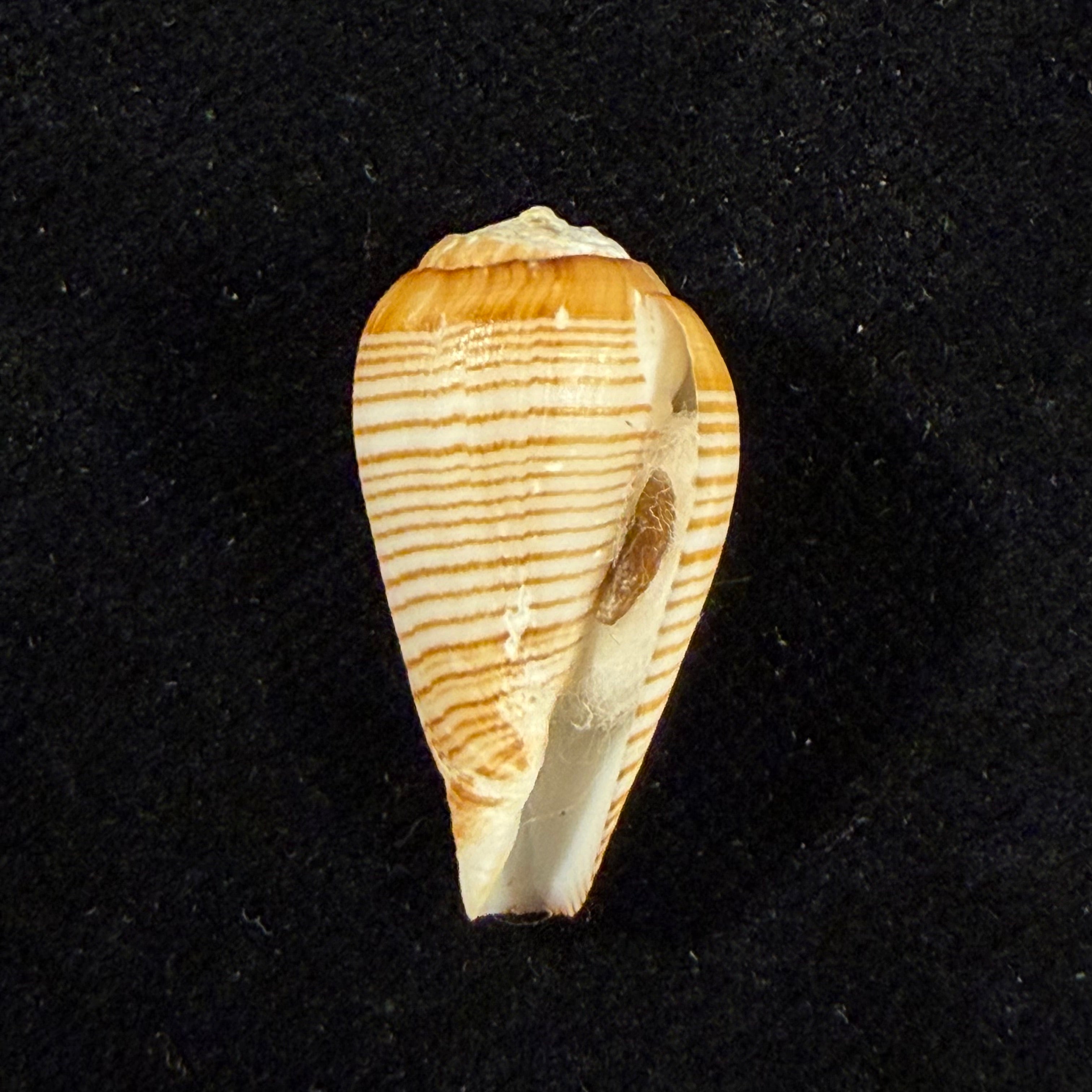 Conus fuscolineatus G. B. Sowerby III, 1905 - 24mm