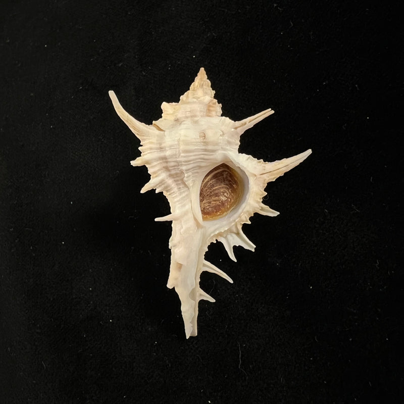 Siratus tenuivaricosus (Dautzenberg, 1927) - 61,3mm