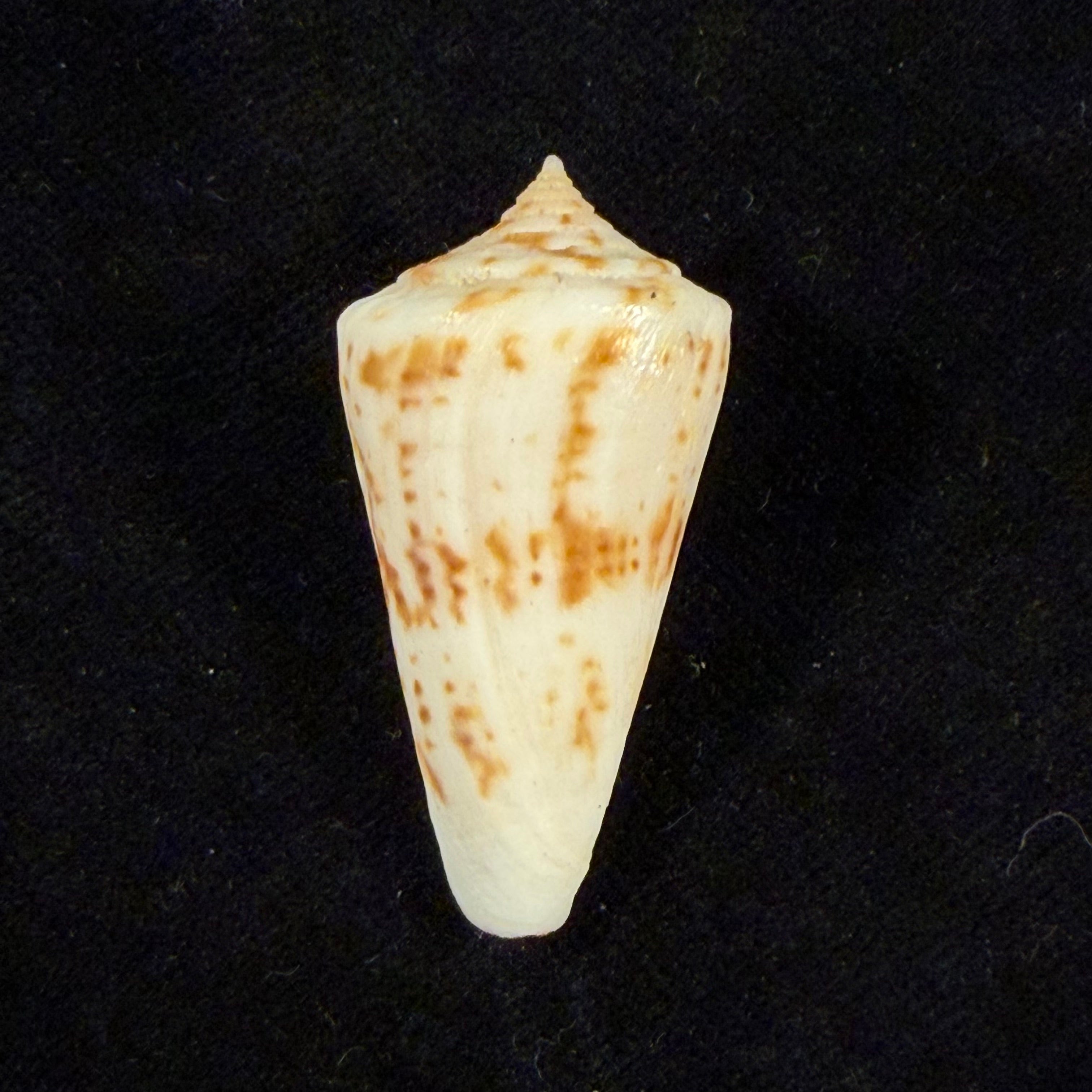 Conus tostesi, Petuch 1986 - 38,4mm