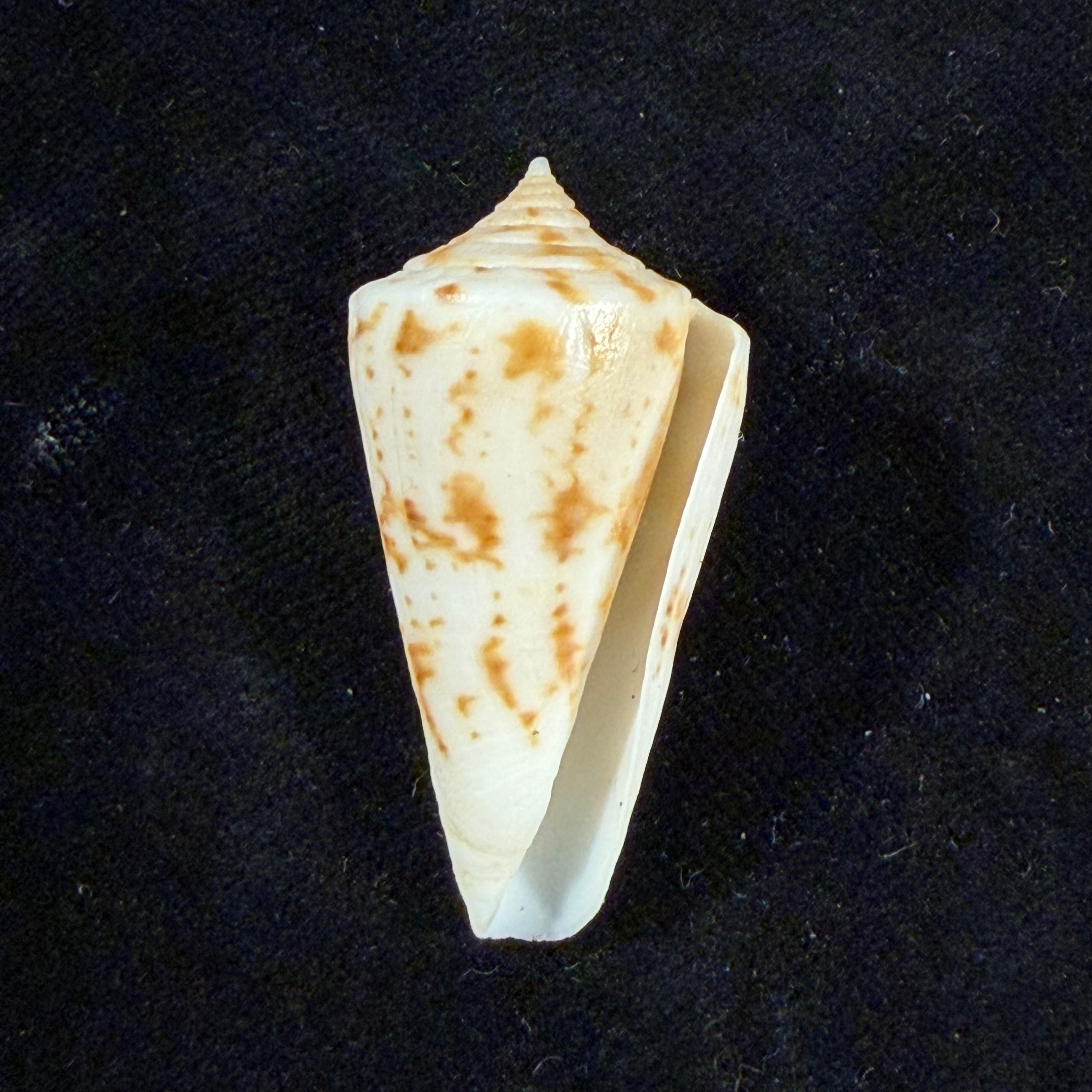 Conus tostesi, Petuch 1986 - 38,4mm