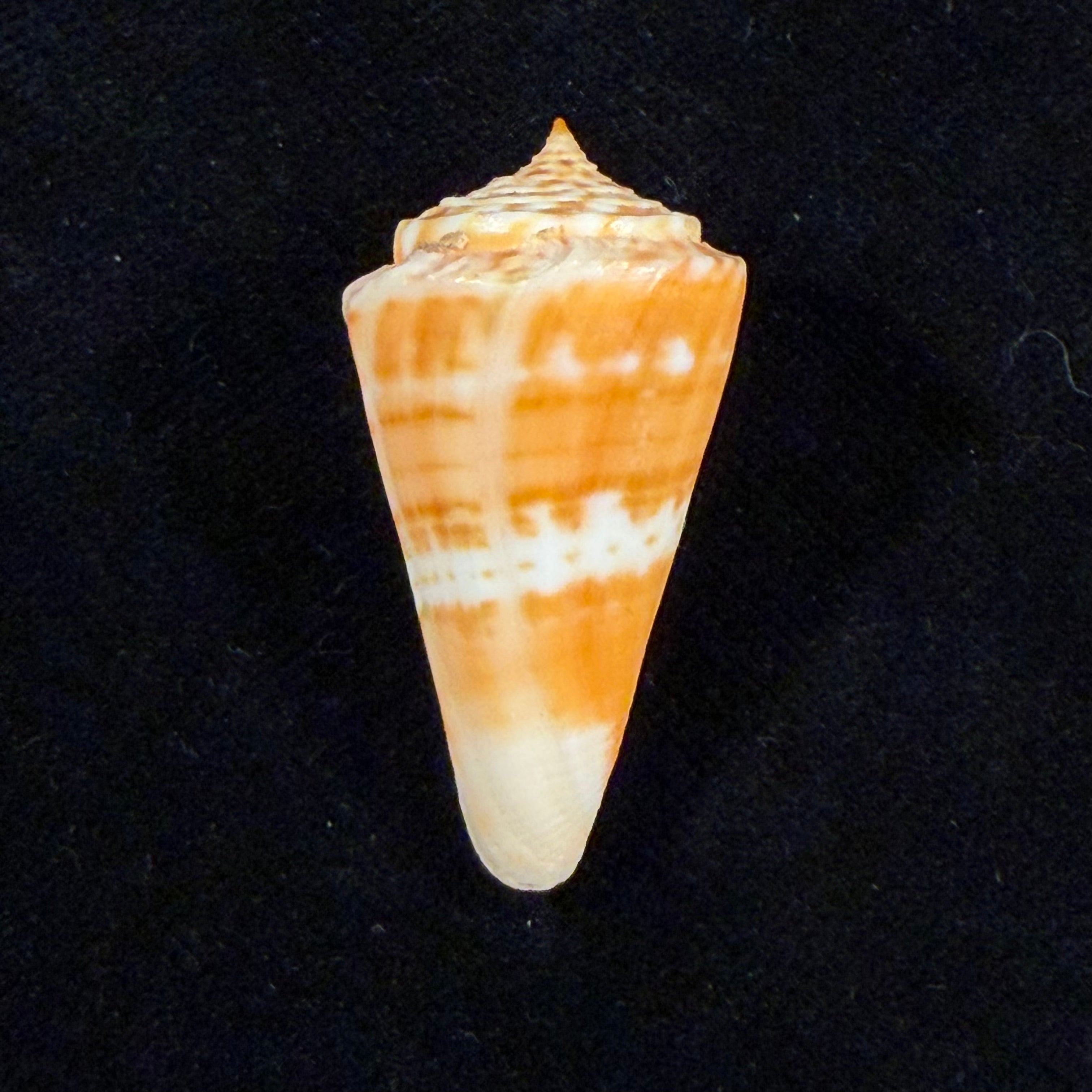 Conus carioca Petuch, 1986 - 36,2mm