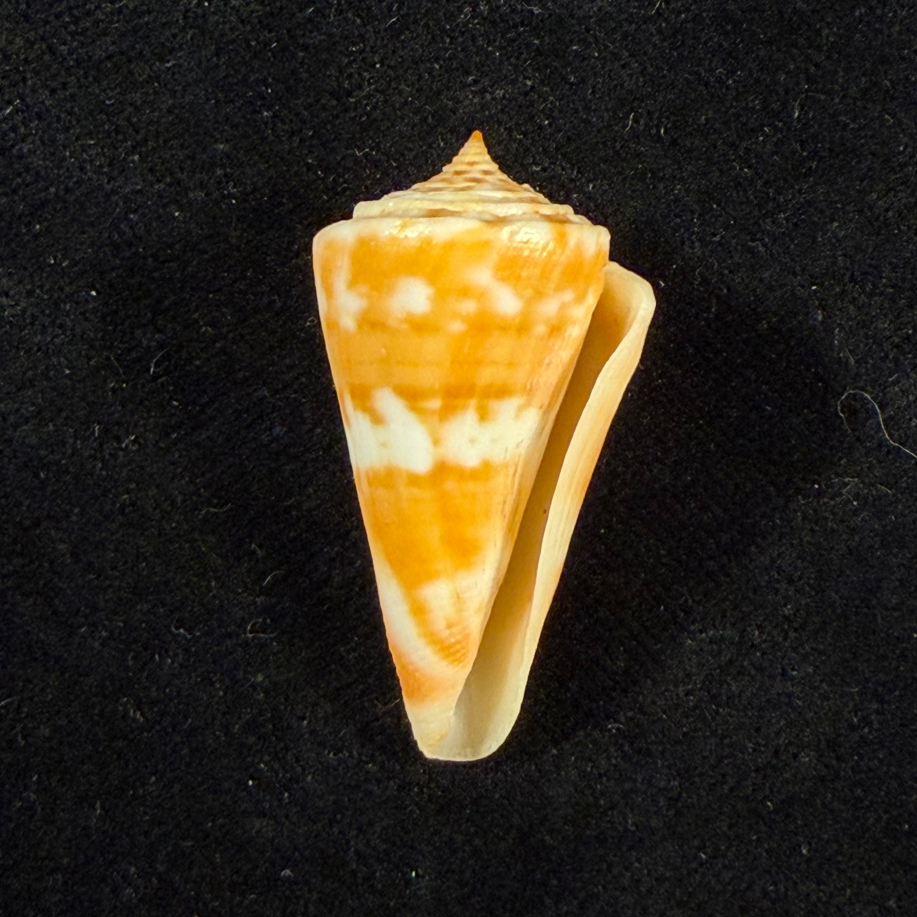 Conus carioca Petuch, 1986 - 36,2mm