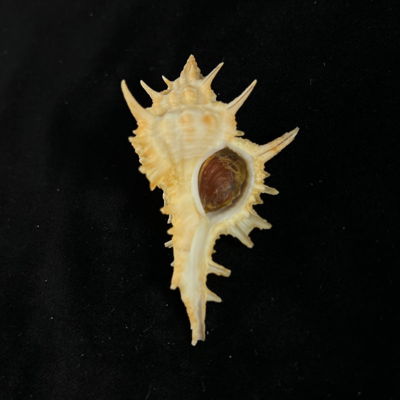 Siratus tenuivaricosus (Dautzenberg, 1927) - 67mm
