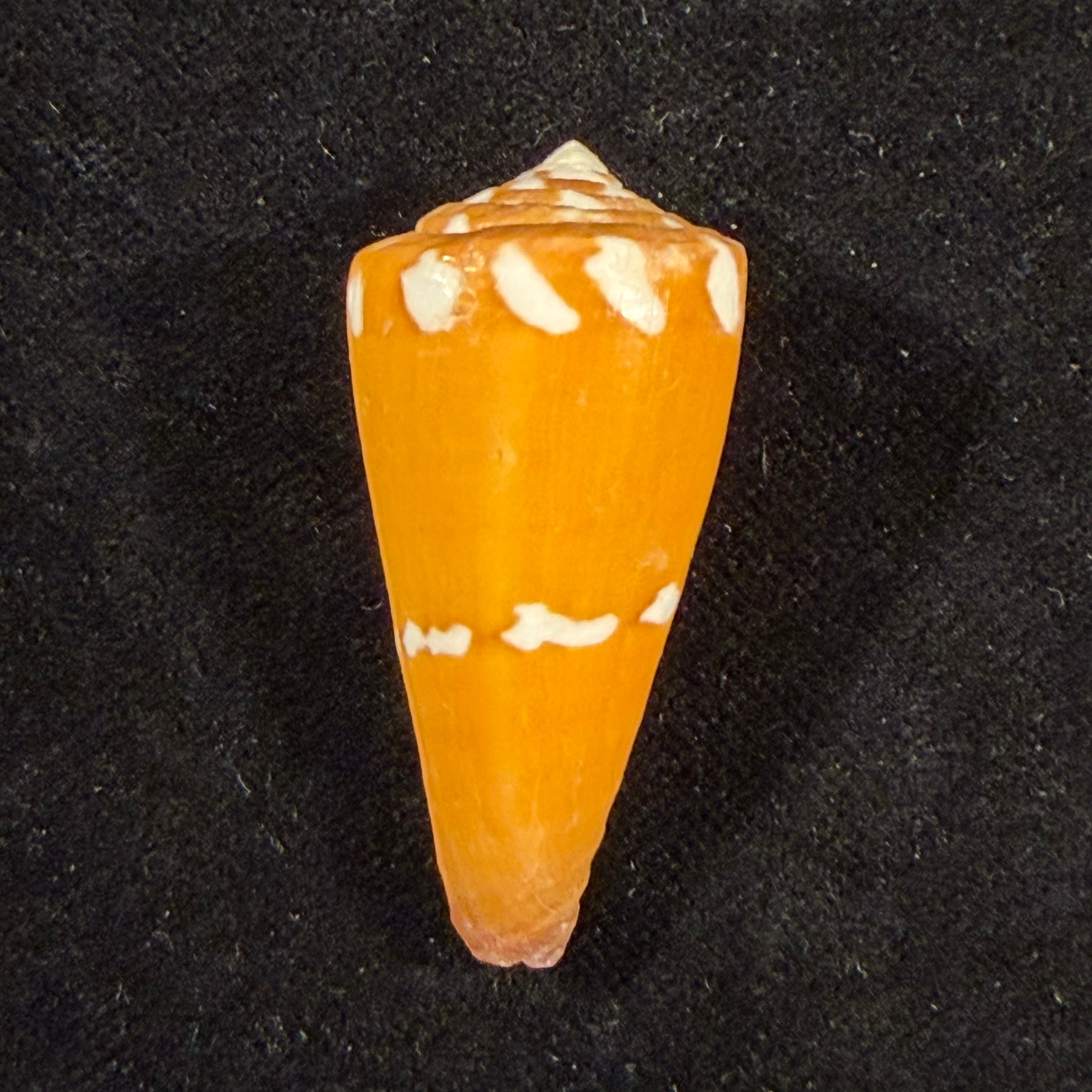 Conus litoglyphus Hwass, 1792 - 40,4mm