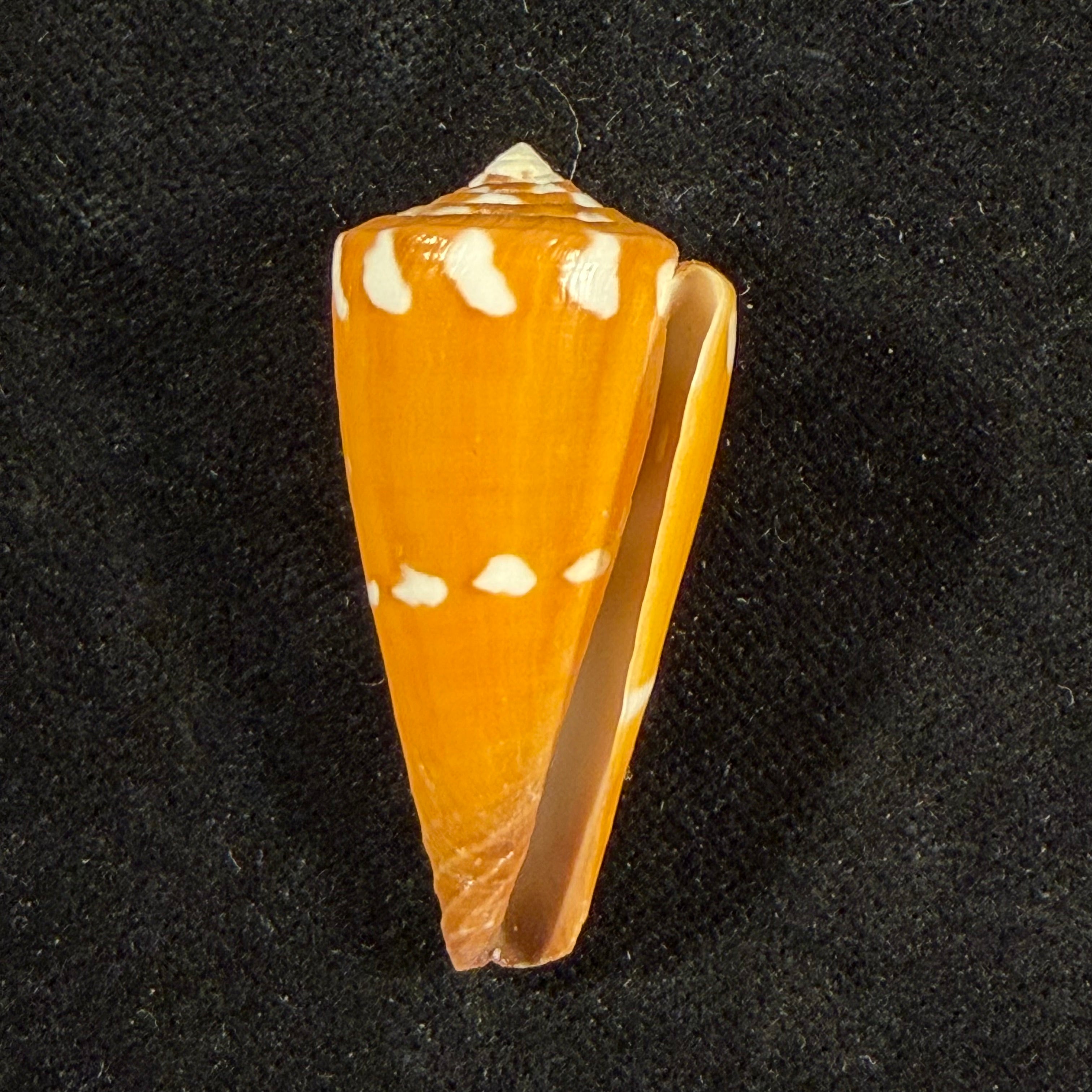 Conus litoglyphus Hwass, 1792 - 40,4mm