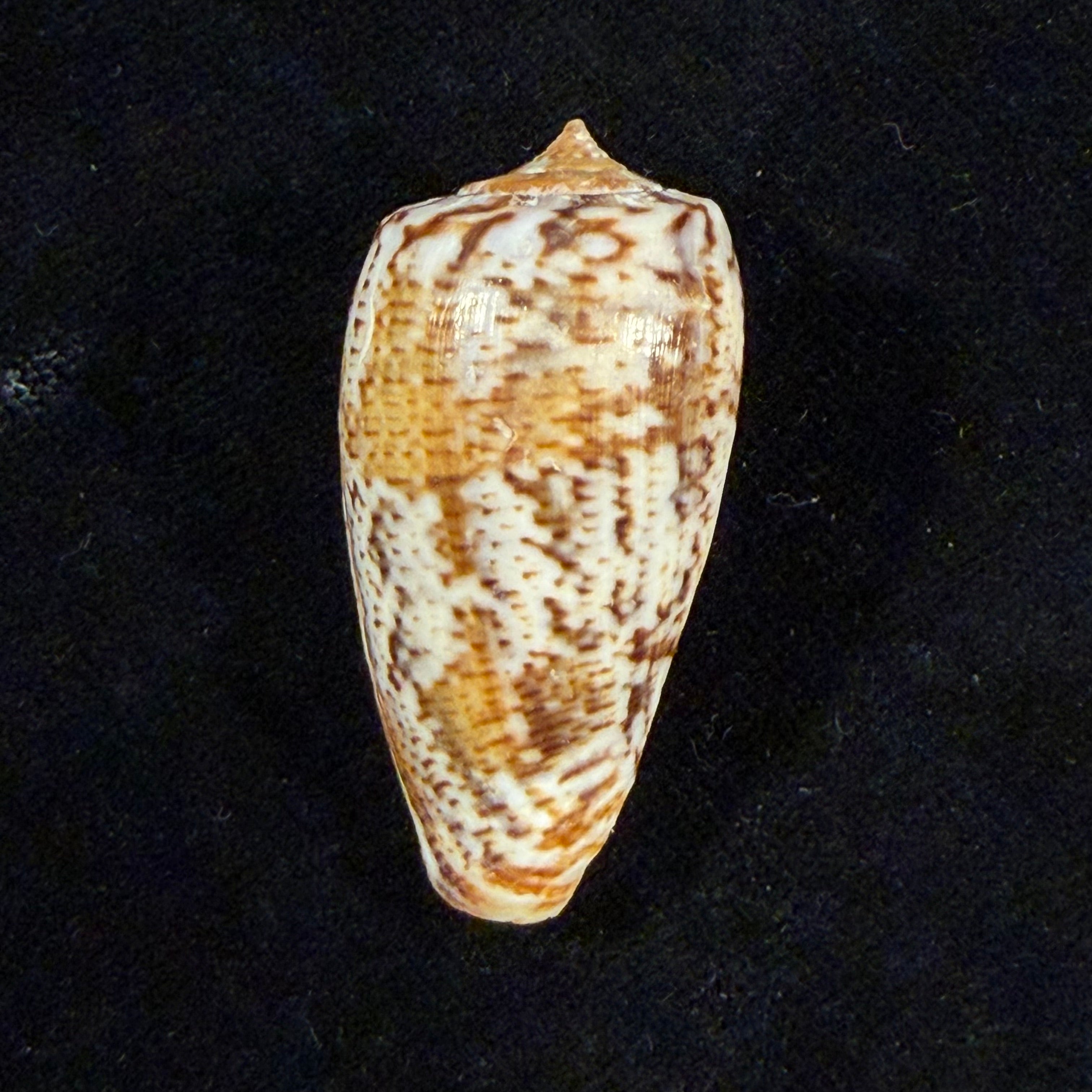 Conus cuvieri Crosse, 1858 - 41,3mm