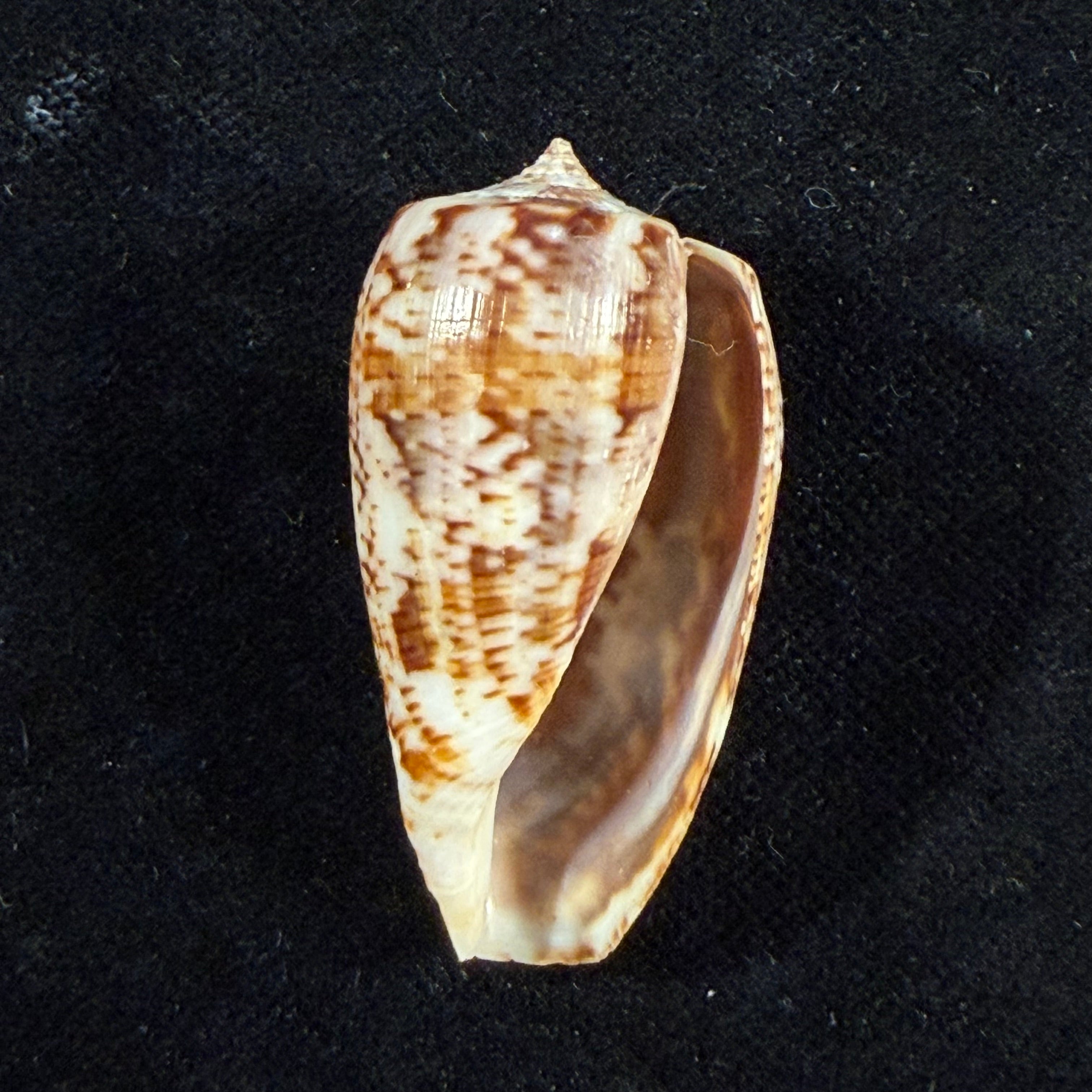 Conus cuvieri Crosse, 1858 - 41,3mm