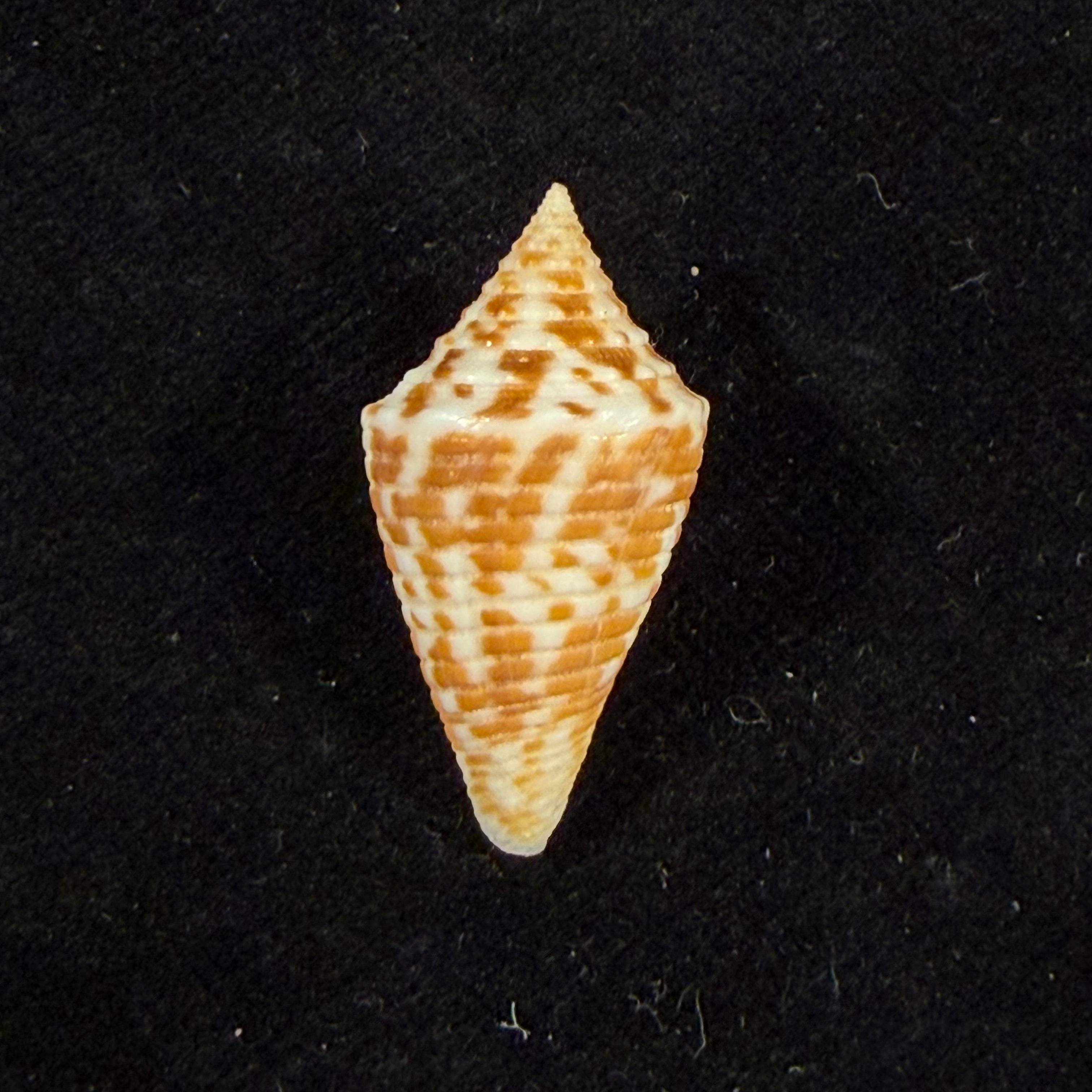 Conus acutangulus Lamarck, 1810 - 26,7mm
