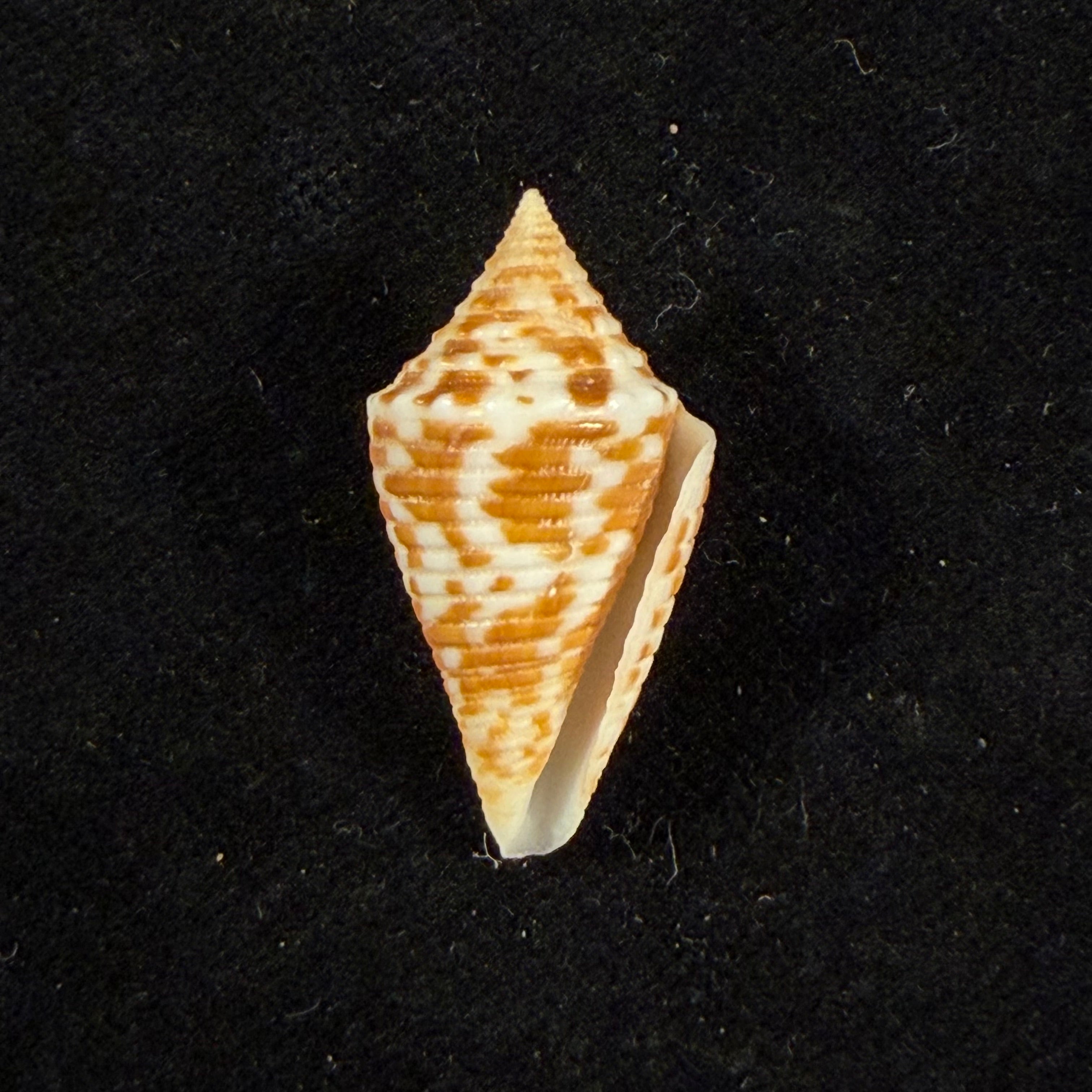 Conus acutangulus Lamarck, 1810 - 26,7mm