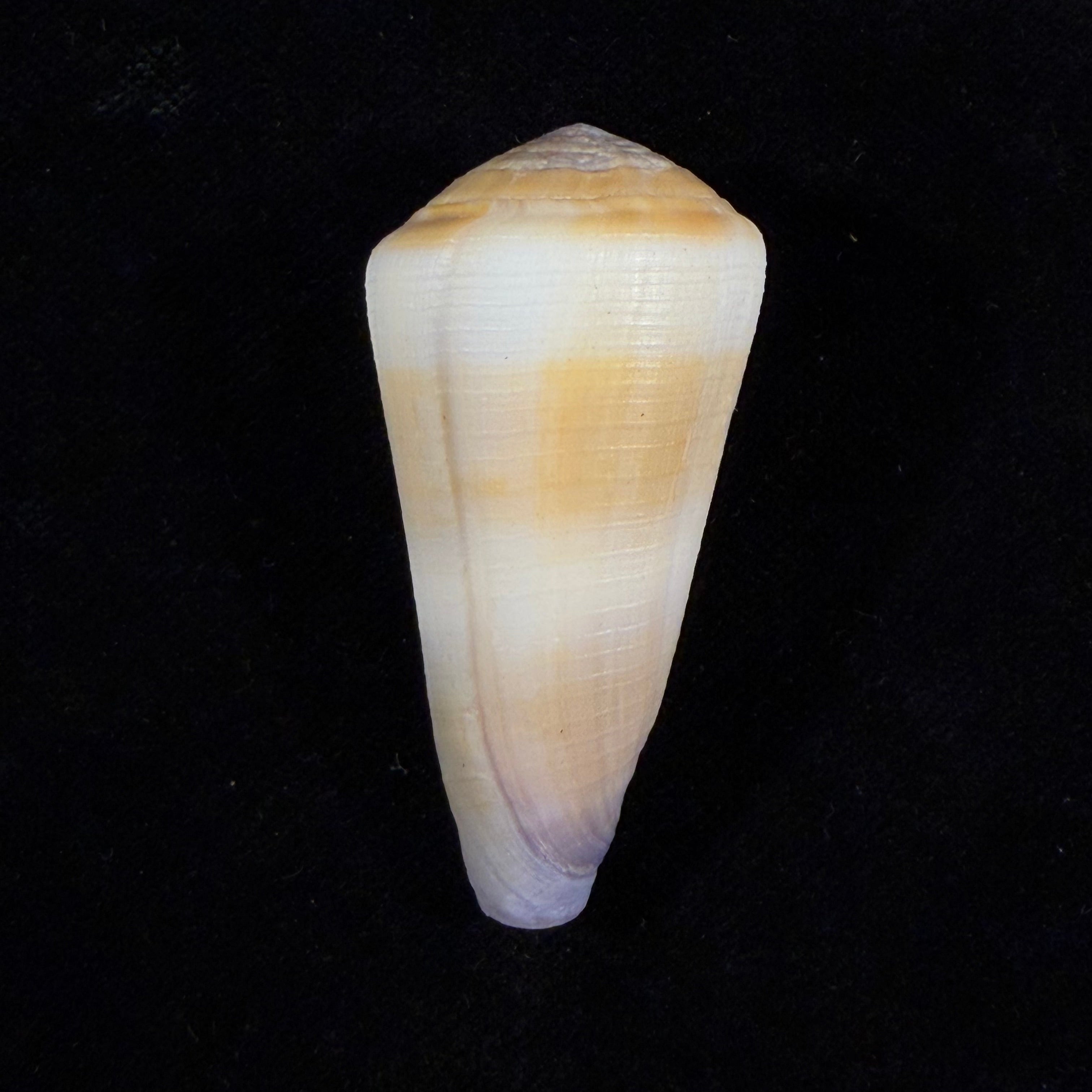 Conus thomasi G. B. Sowerby III, 1881 - 49,2mm