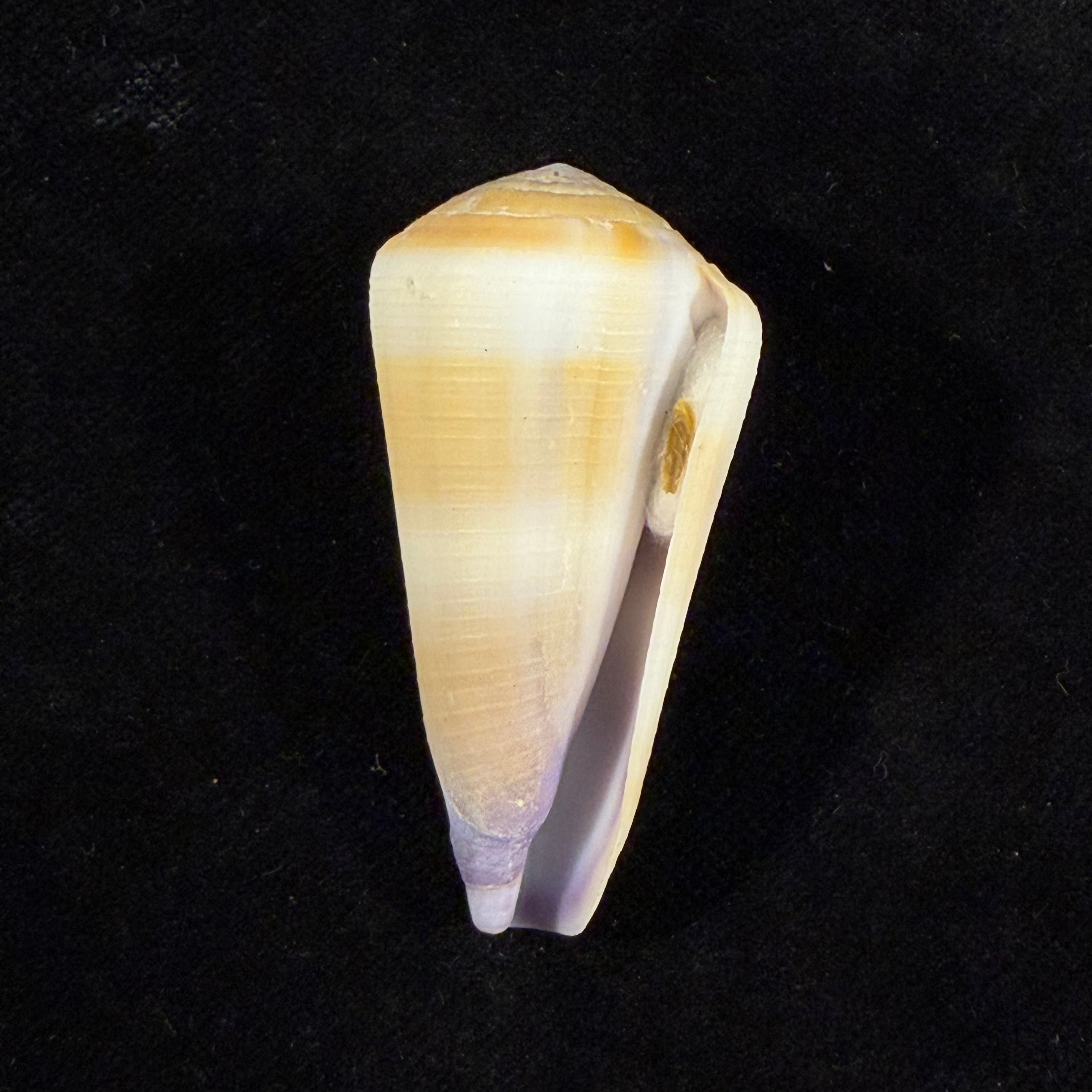 Conus thomasi G. B. Sowerby III, 1881 - 49,2mm