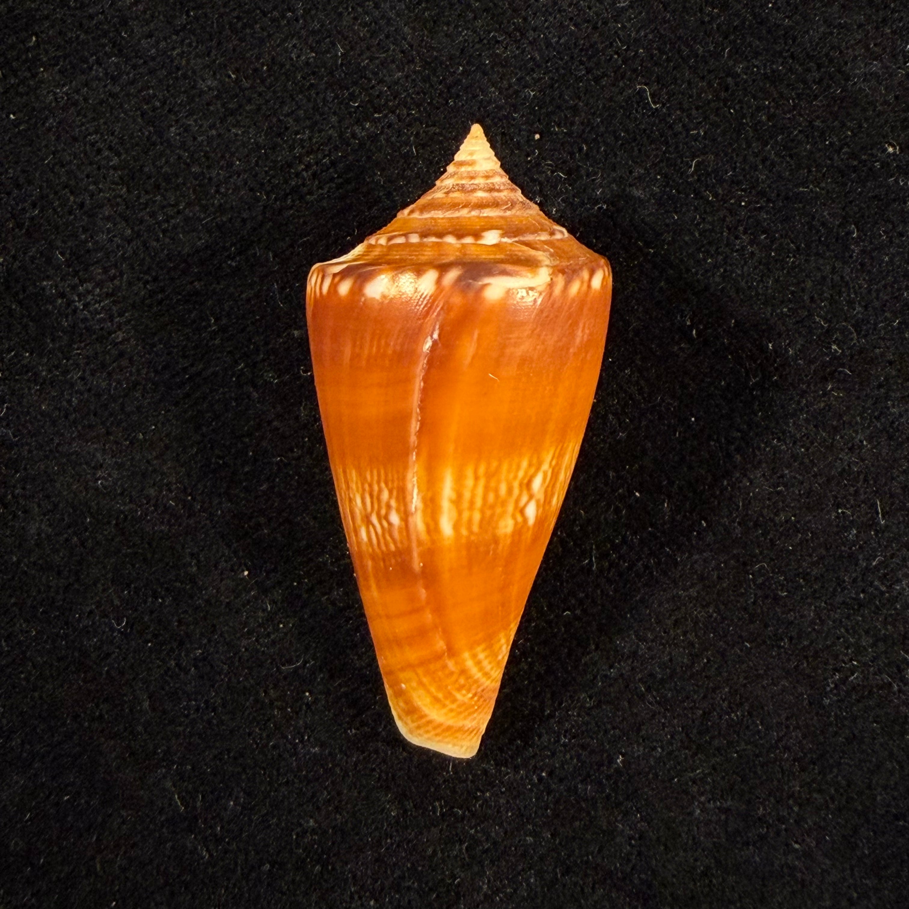 Conus amadis var. castaneofasciata Dautzenberg, 1937 - 40,9mm