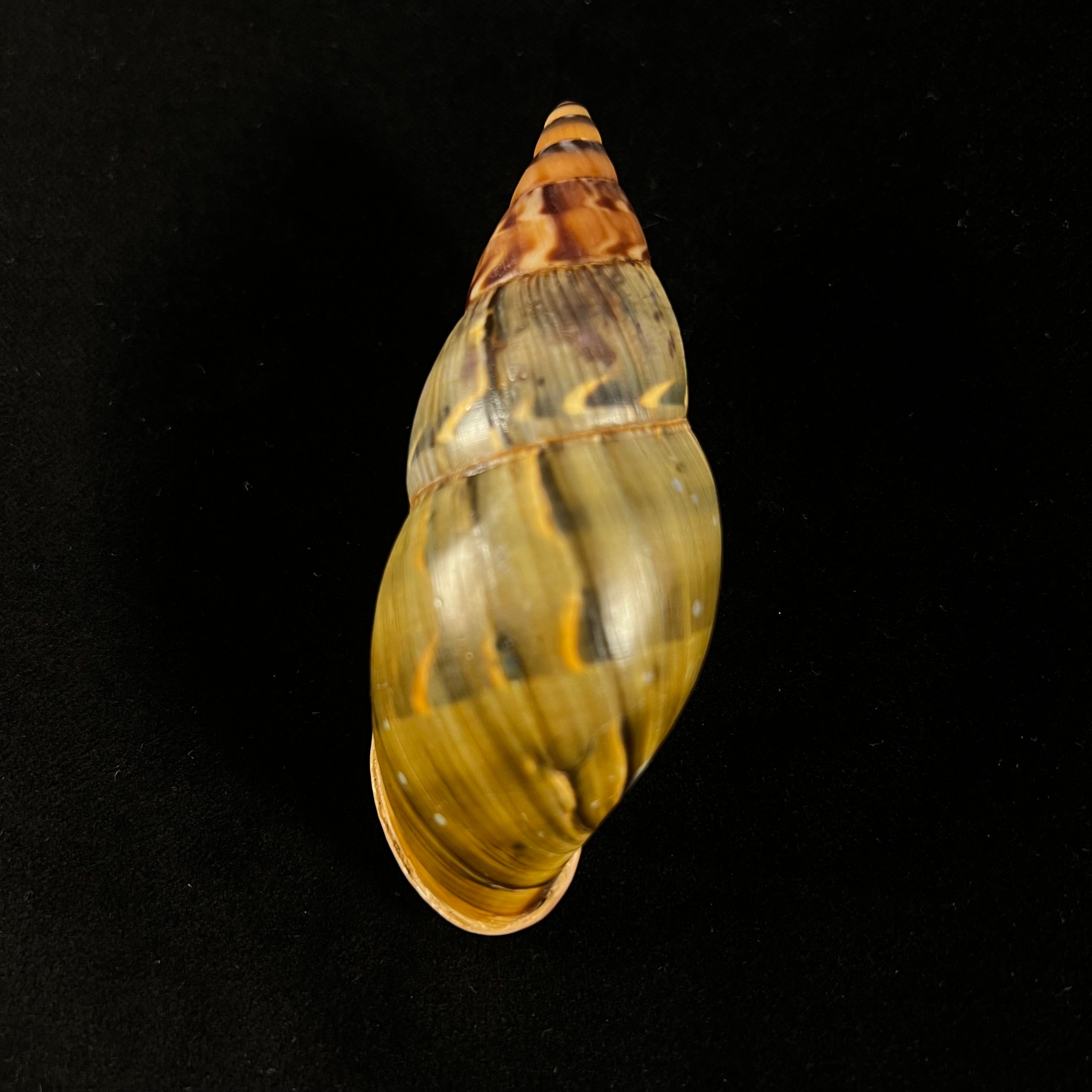 Sultana latevittata  (Shuttleworth,1856) - 83,6mm