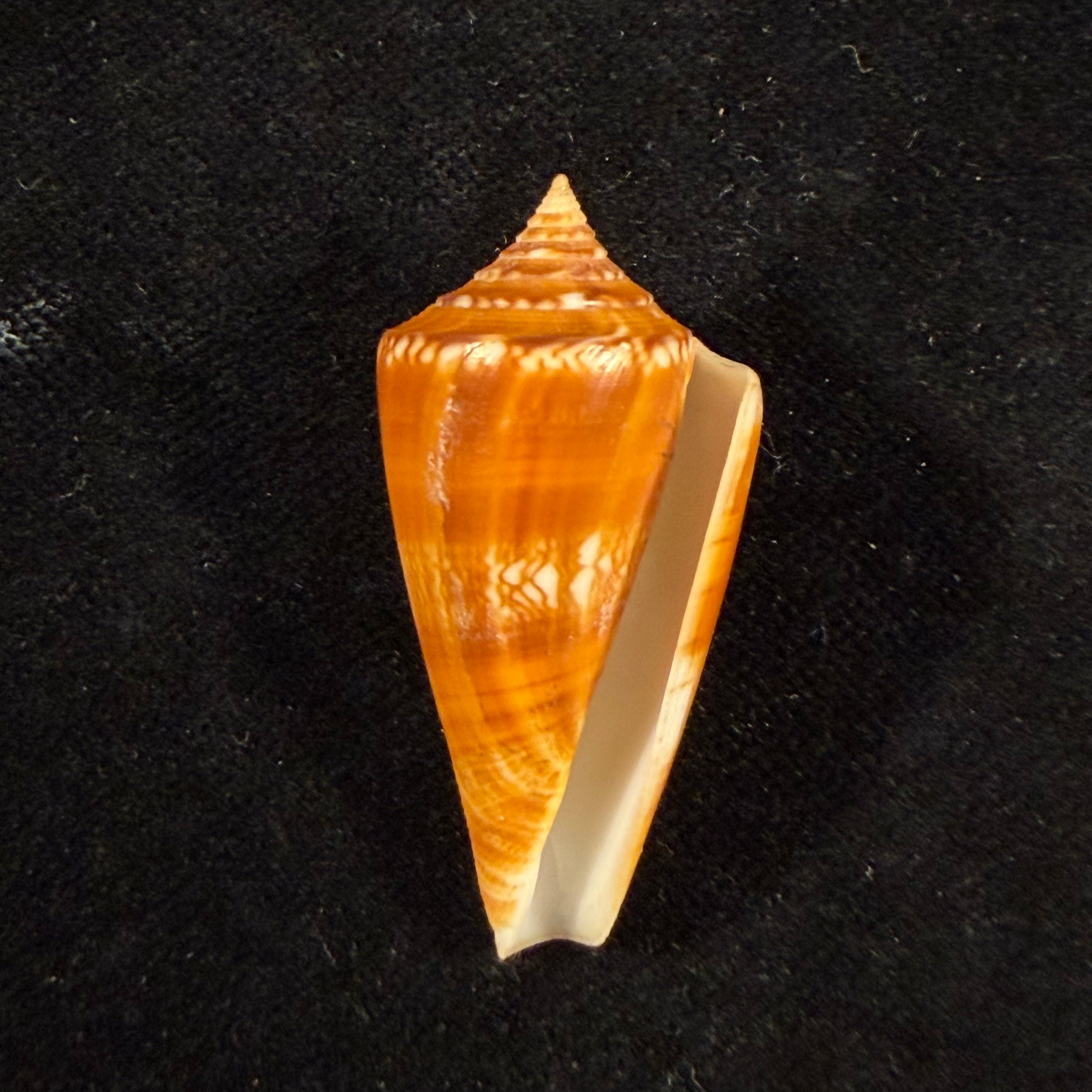 Conus amadis var. castaneofasciata Dautzenberg, 1937 - 40,9mm