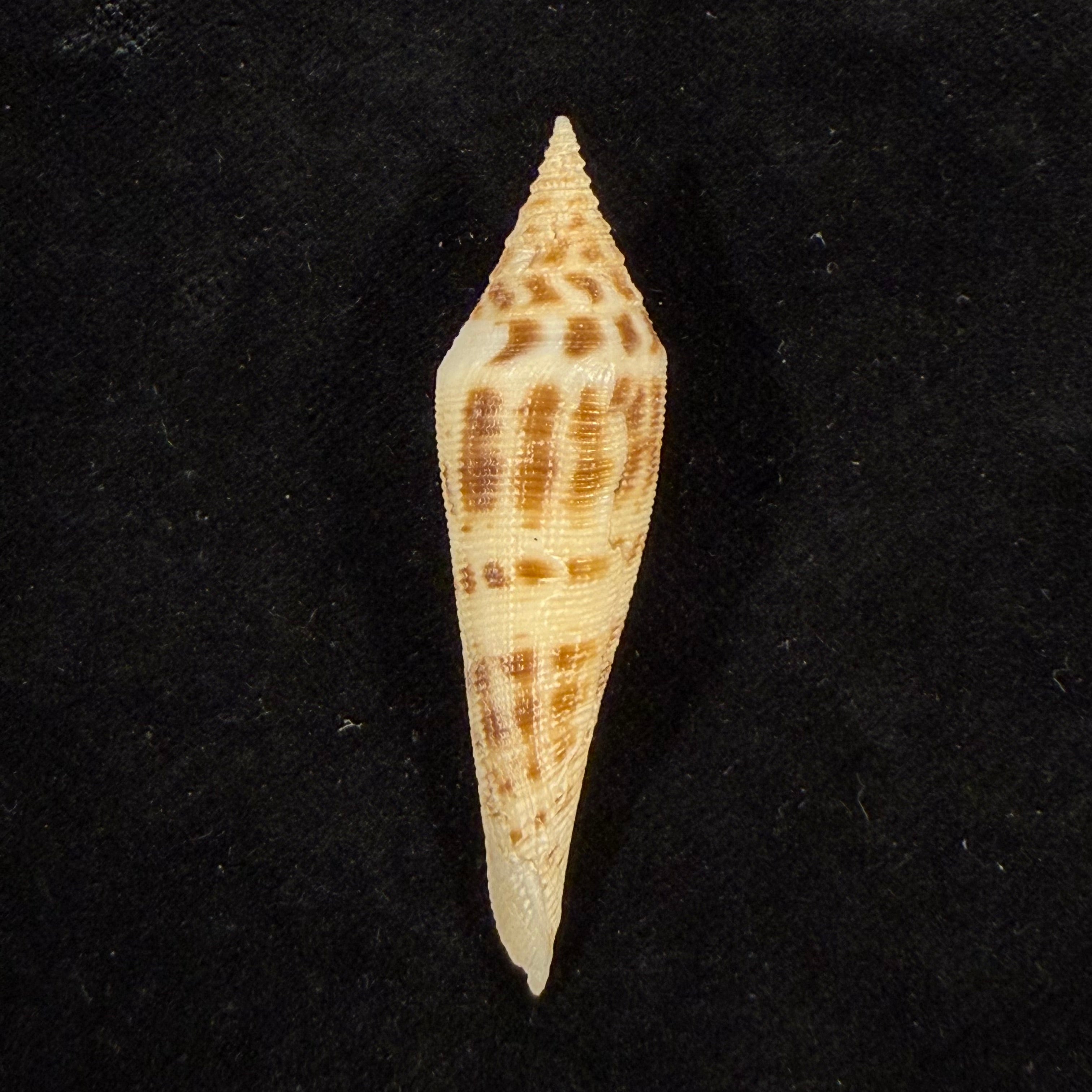 Conasprella edpetuchi (Monnier, Limpalaër, C. Roux & Berschauer, 2015) - 53mm