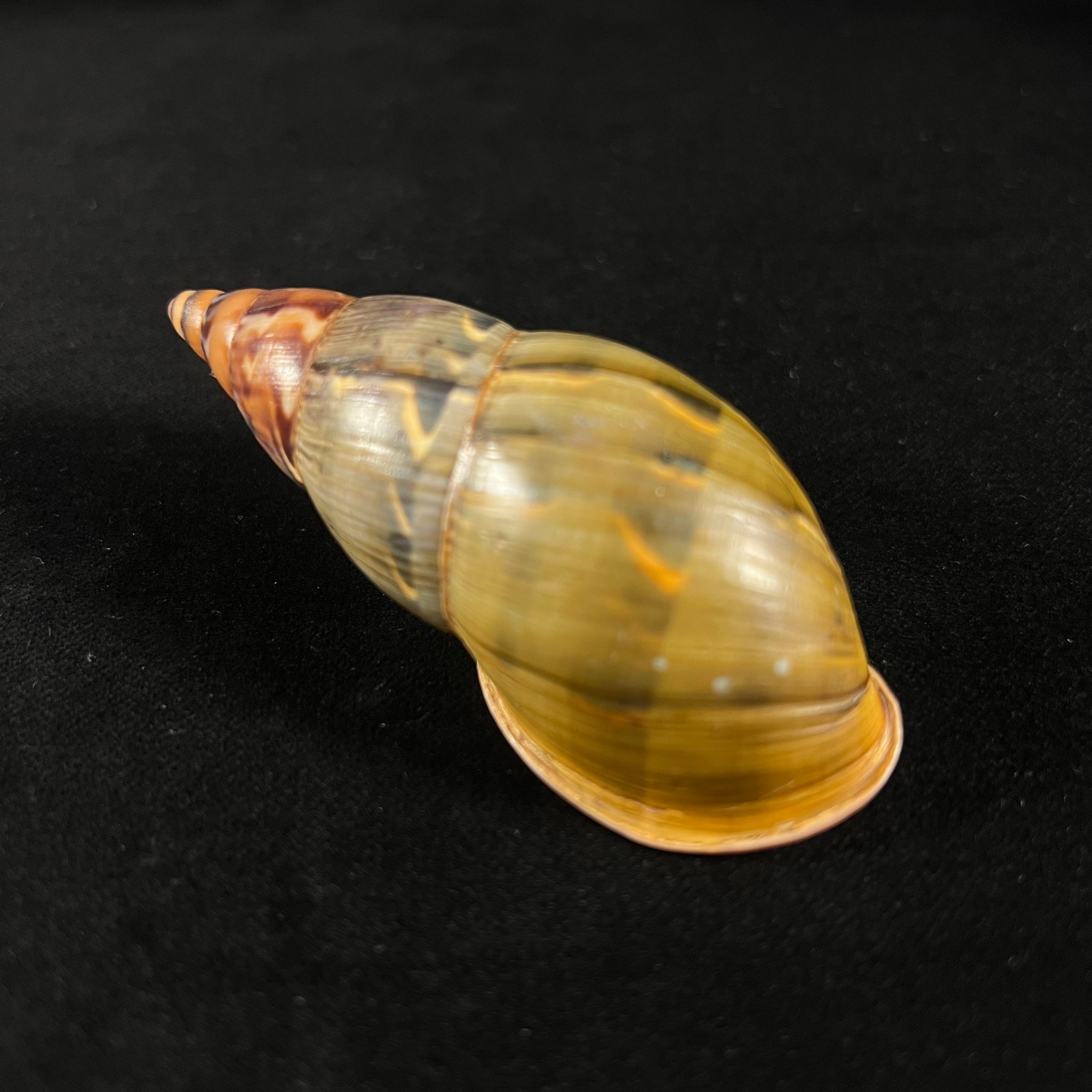 Sultana latevittata  (Shuttleworth,1856) - 83,6mm