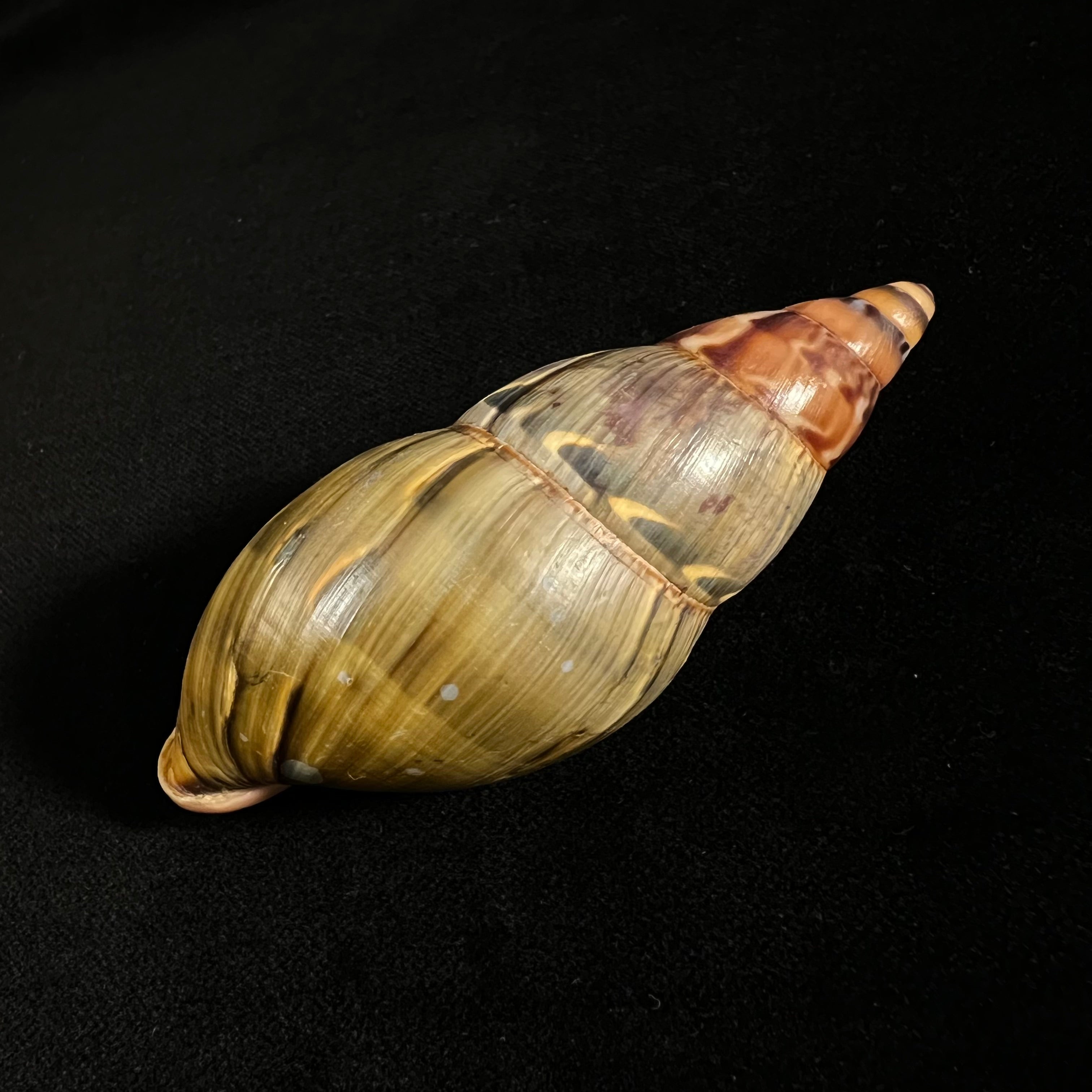 Sultana latevittata（沙特尔沃思，1856年）- 83,6毫米