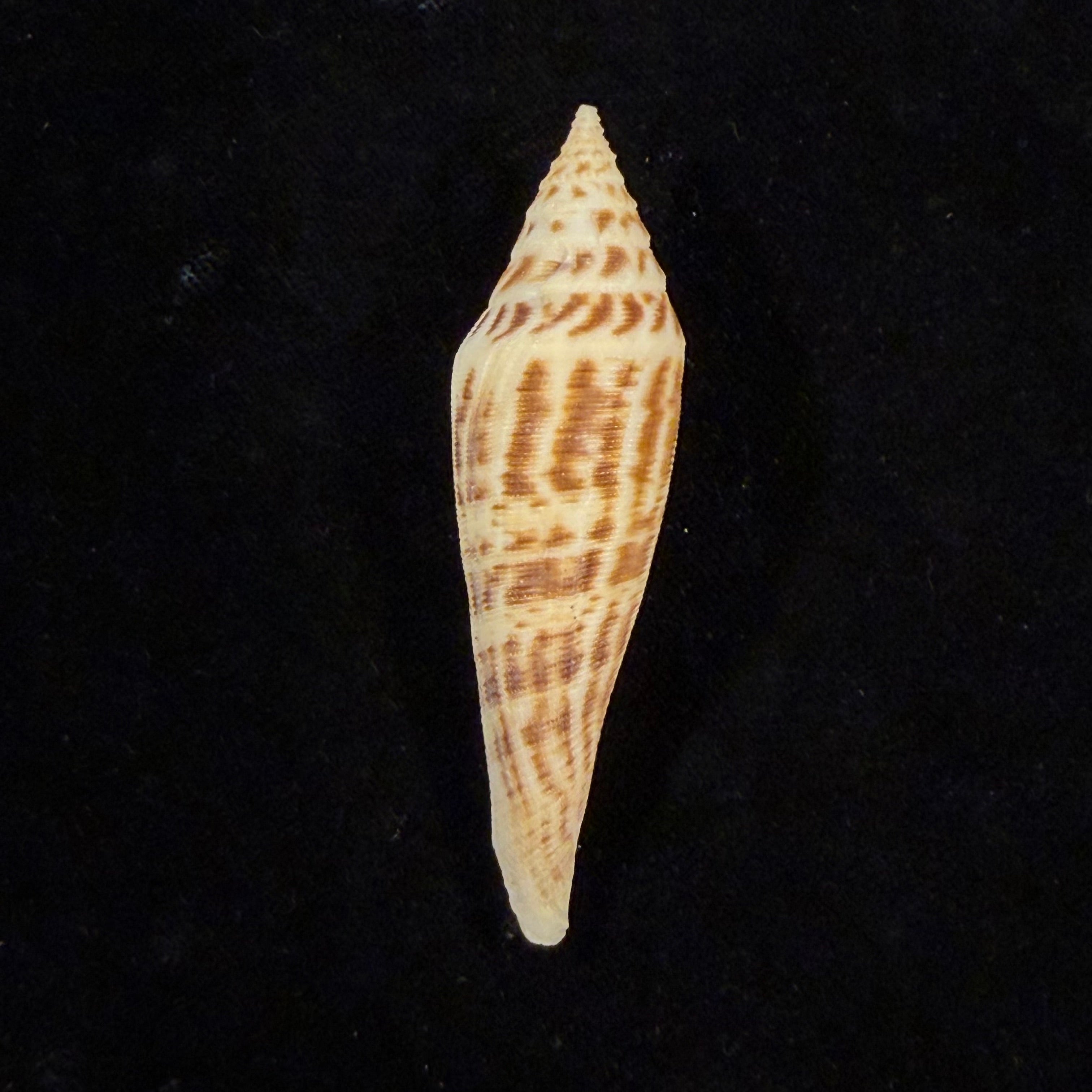 Conasprella edpetuchi (Monnier, Limpalaër, C. Roux & Berschauer, 2015) - 69,9mm
