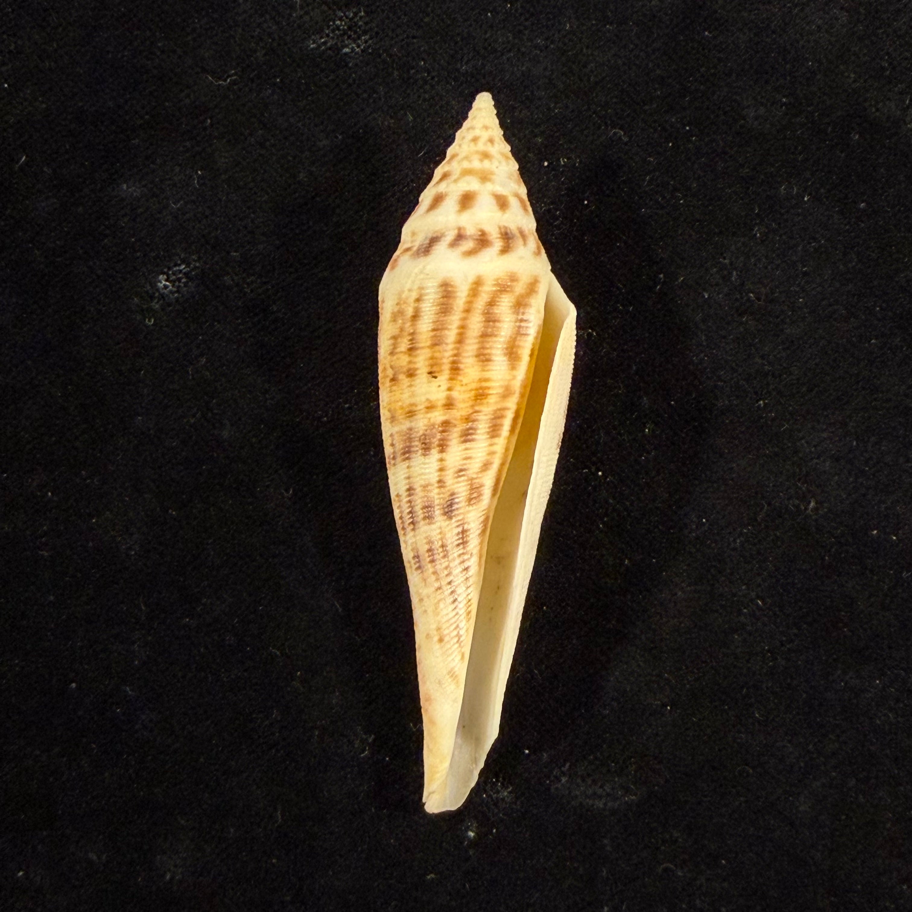 Conasprella edpetuchi (Monnier, Limpalaër, C. Roux & Berschauer, 2015) - 69,9mm