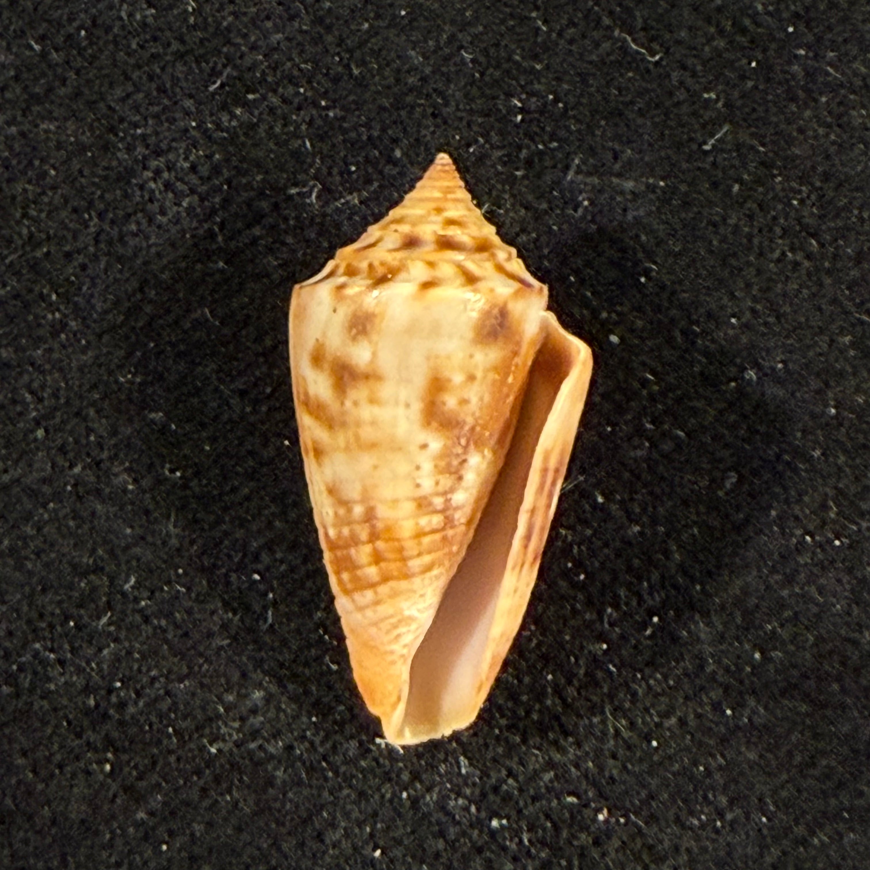 Conasprella simonei Petuch & Myers, 2014 - 27,3mm