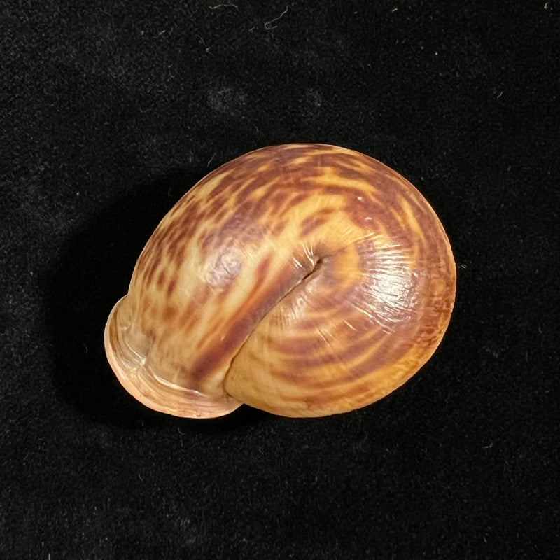 Anostoma octodentatus verreauxianum Hupe, 1857 - 43,5mm