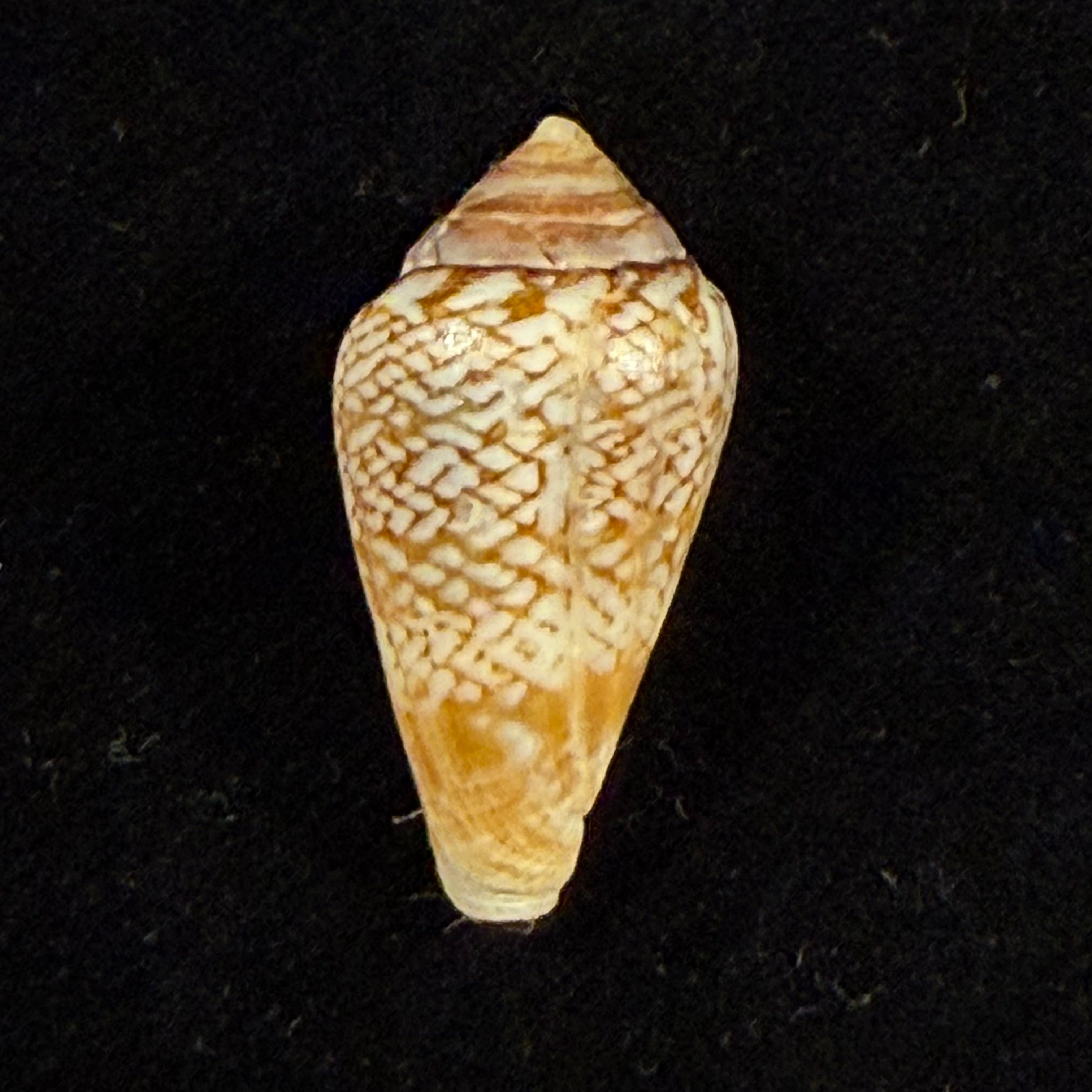 Conus cacao Ferrario, 1983 - 27,5mm