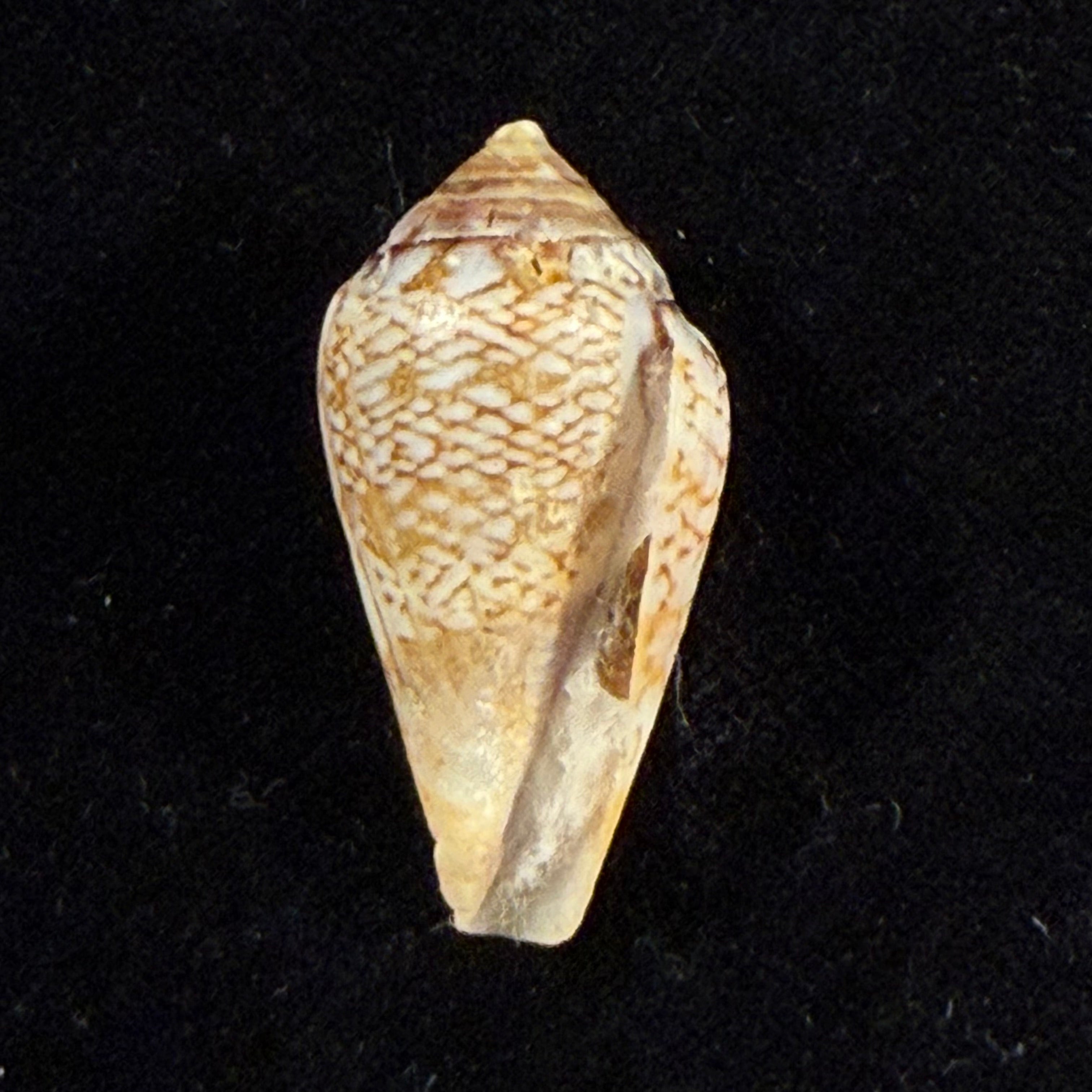 Conus cacao Ferrario, 1983 - 27,5mm