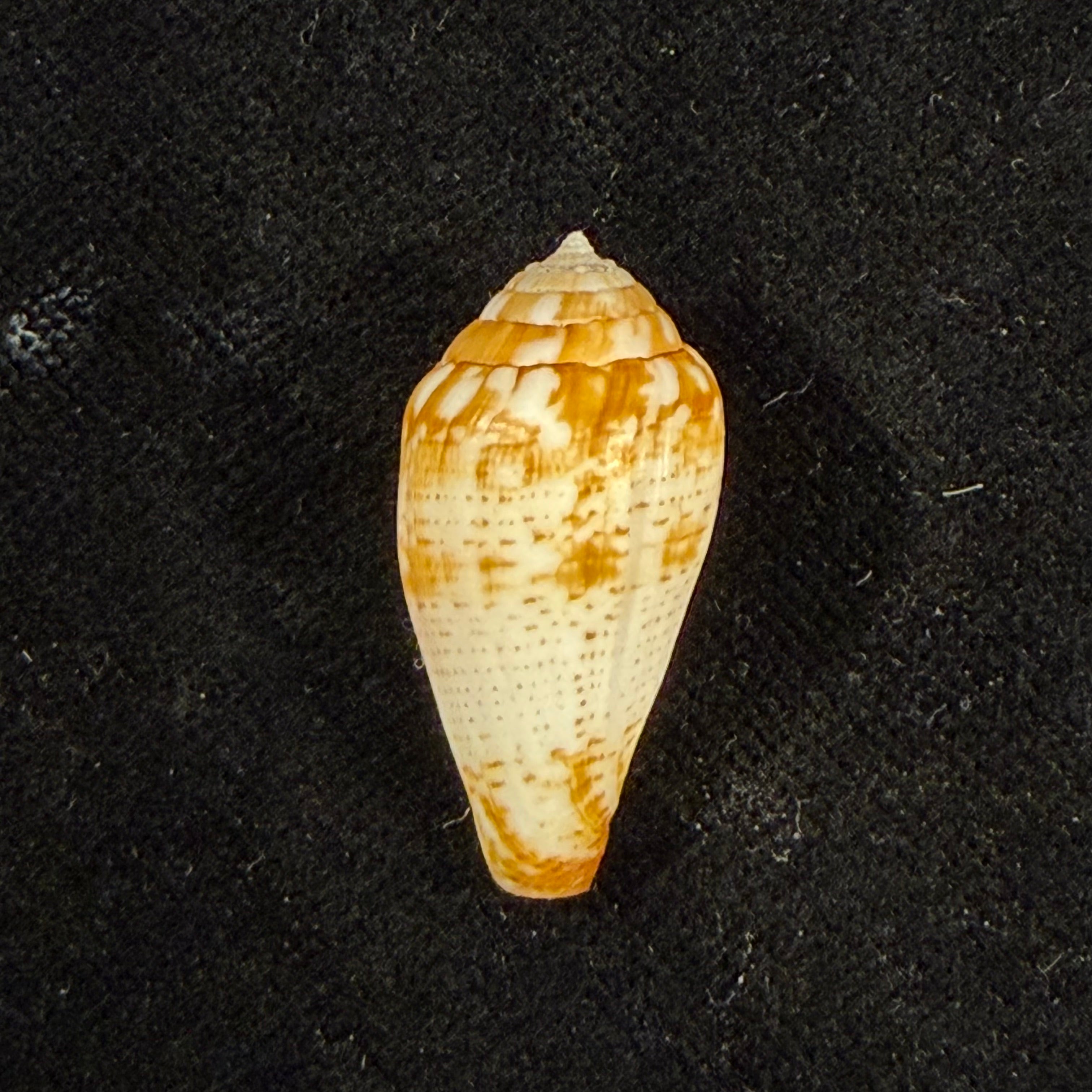 Conus variegatus Kiener, 1848 - 27,1mm