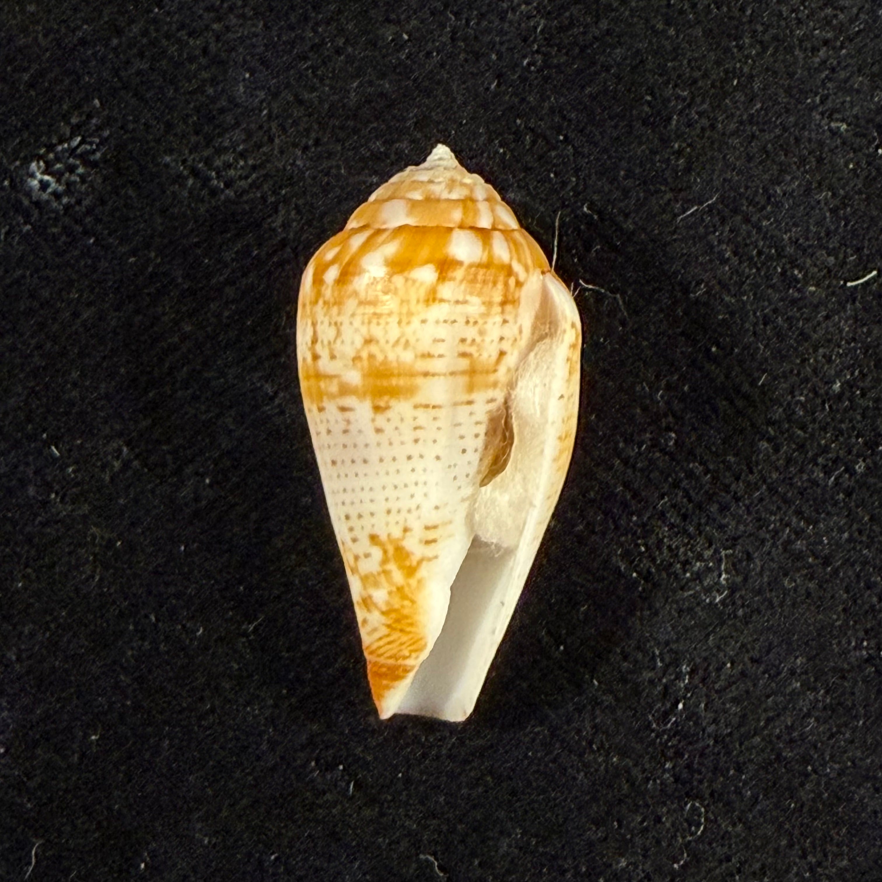 Conus variegatus Kiener, 1848 - 27,1mm