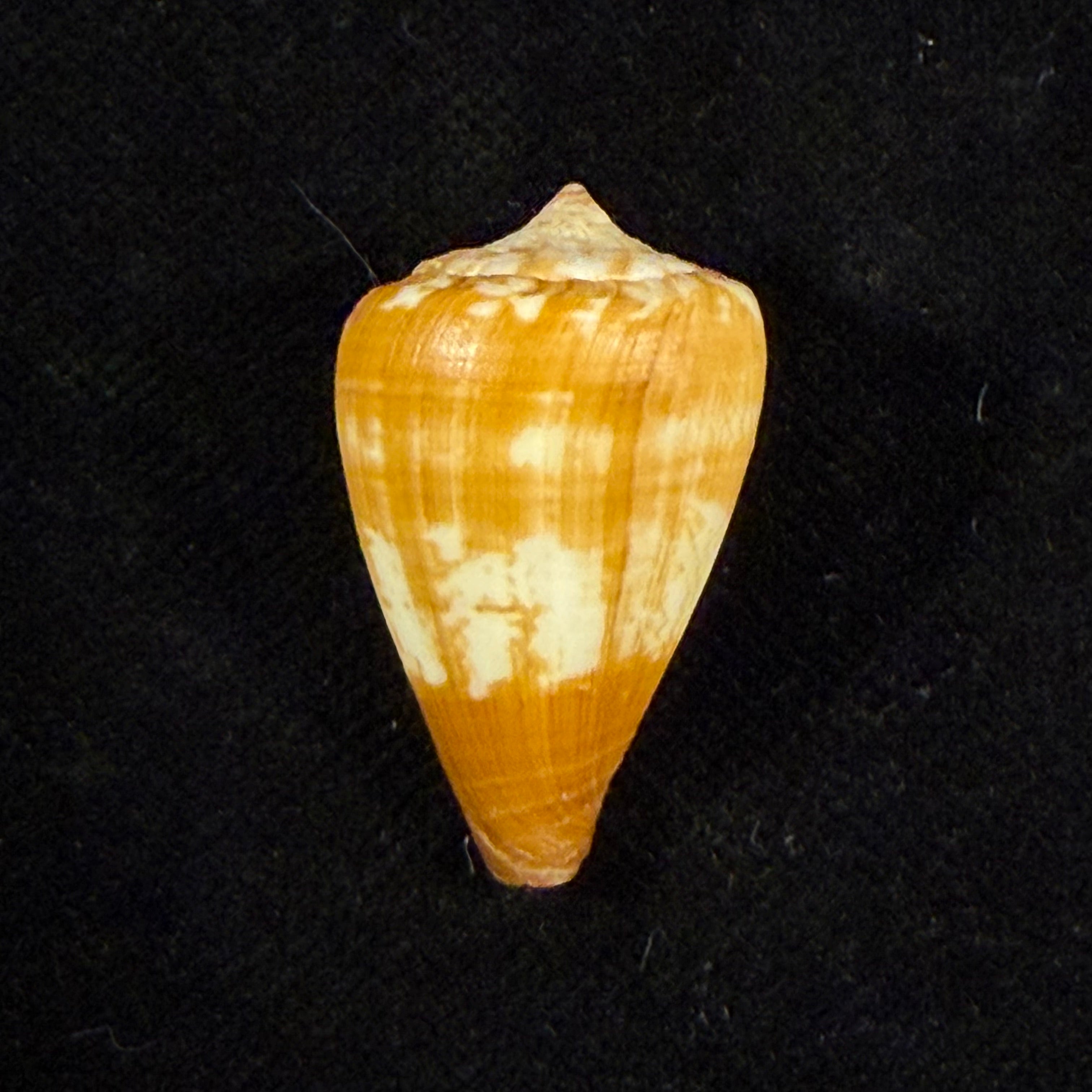 Conus borgesi Trovão, 1979 - 27,3mm