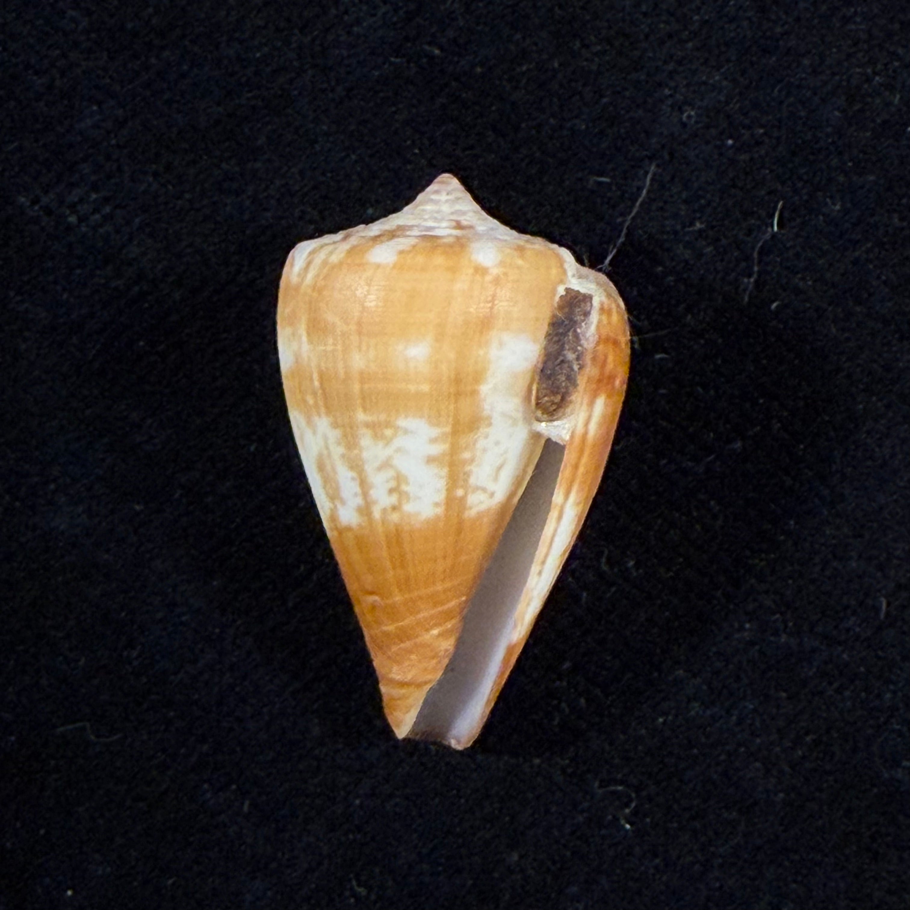 Conus borgesi Trovão, 1979 - 27,3mm