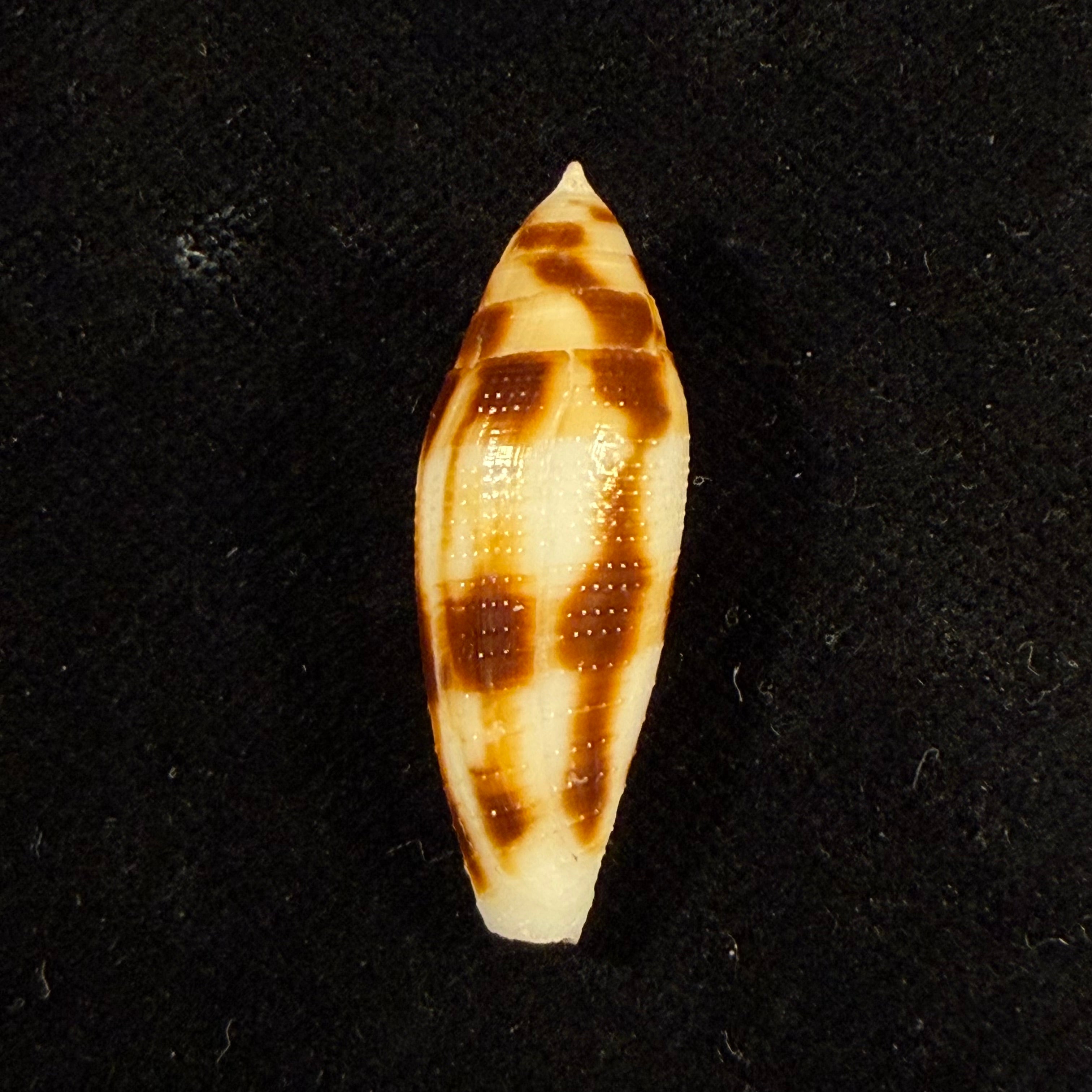 Conus mitratus Hwass, 1792 - 31,4mm