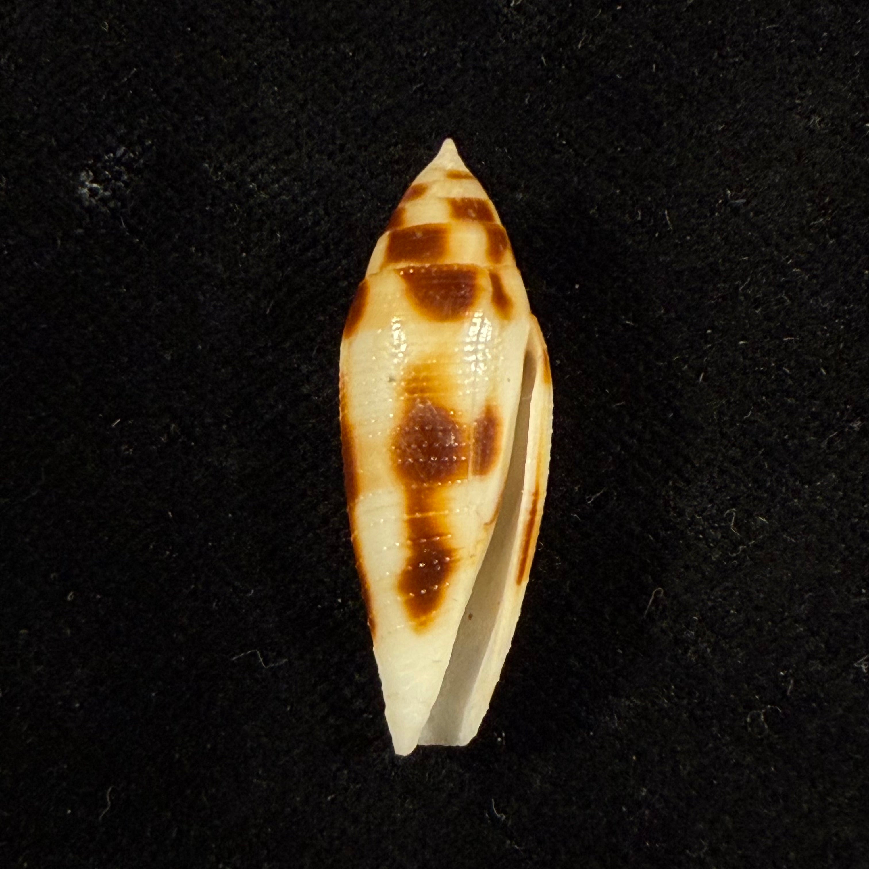 Conus mitratus Hwass, 1792 - 31,4mm