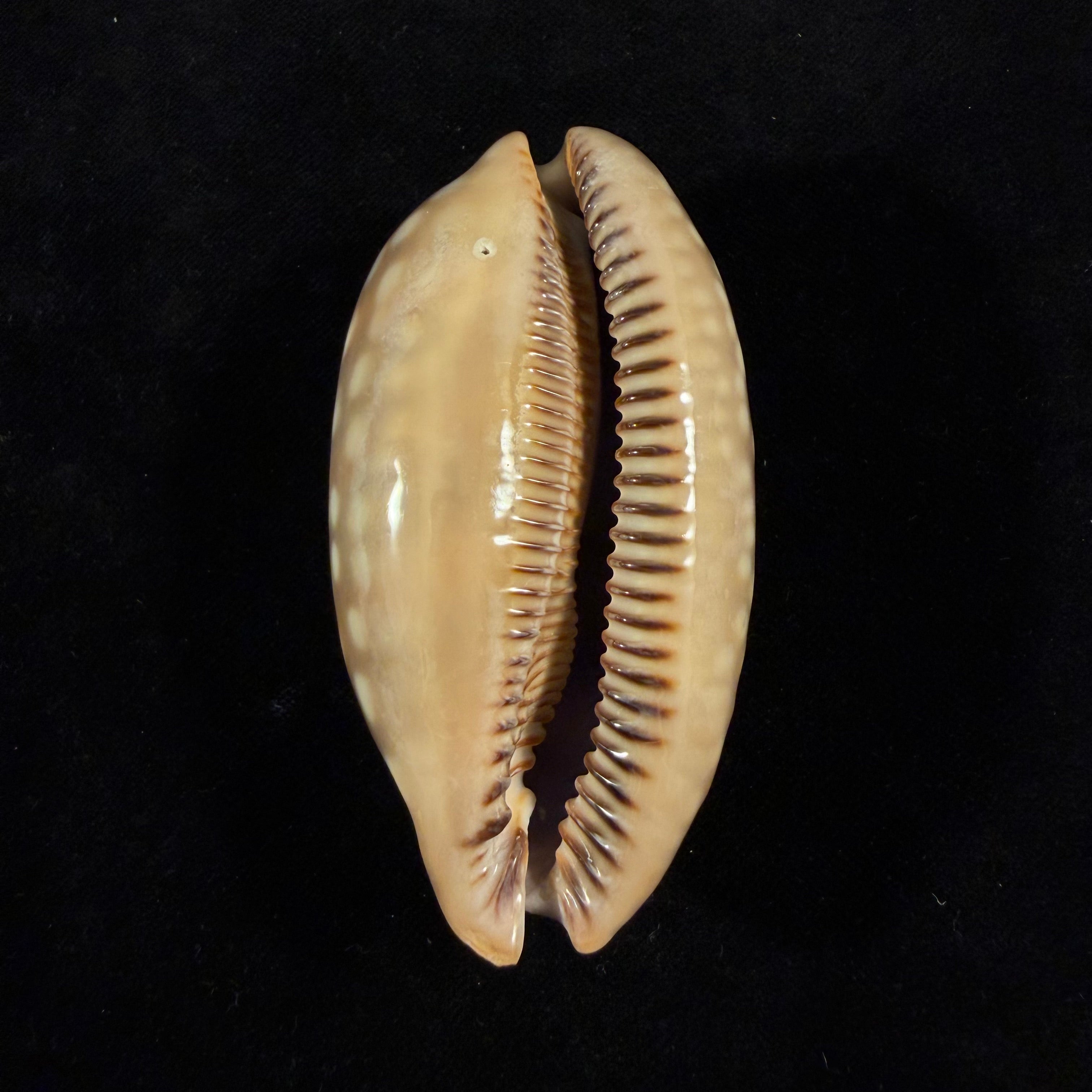 Macrocypraea zebra dissimilis Schilder, 1924 - 77,7mm
