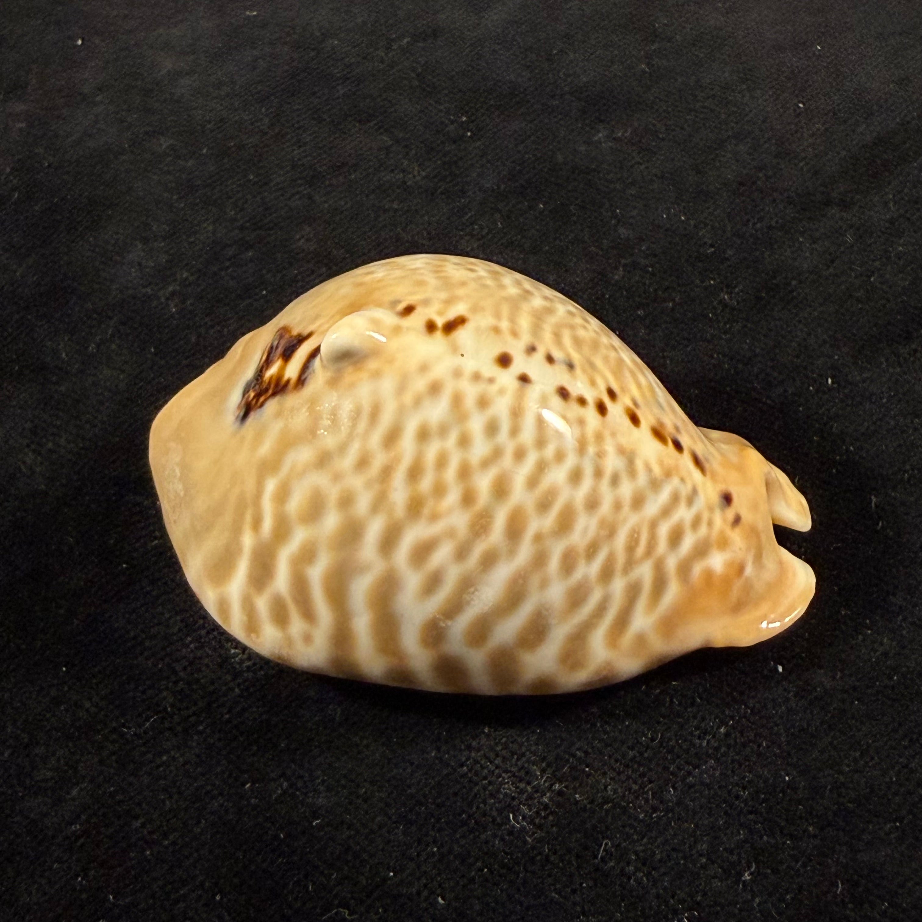 Muracypraea mus tristensis (Petuch, 1987) - 61,1mm