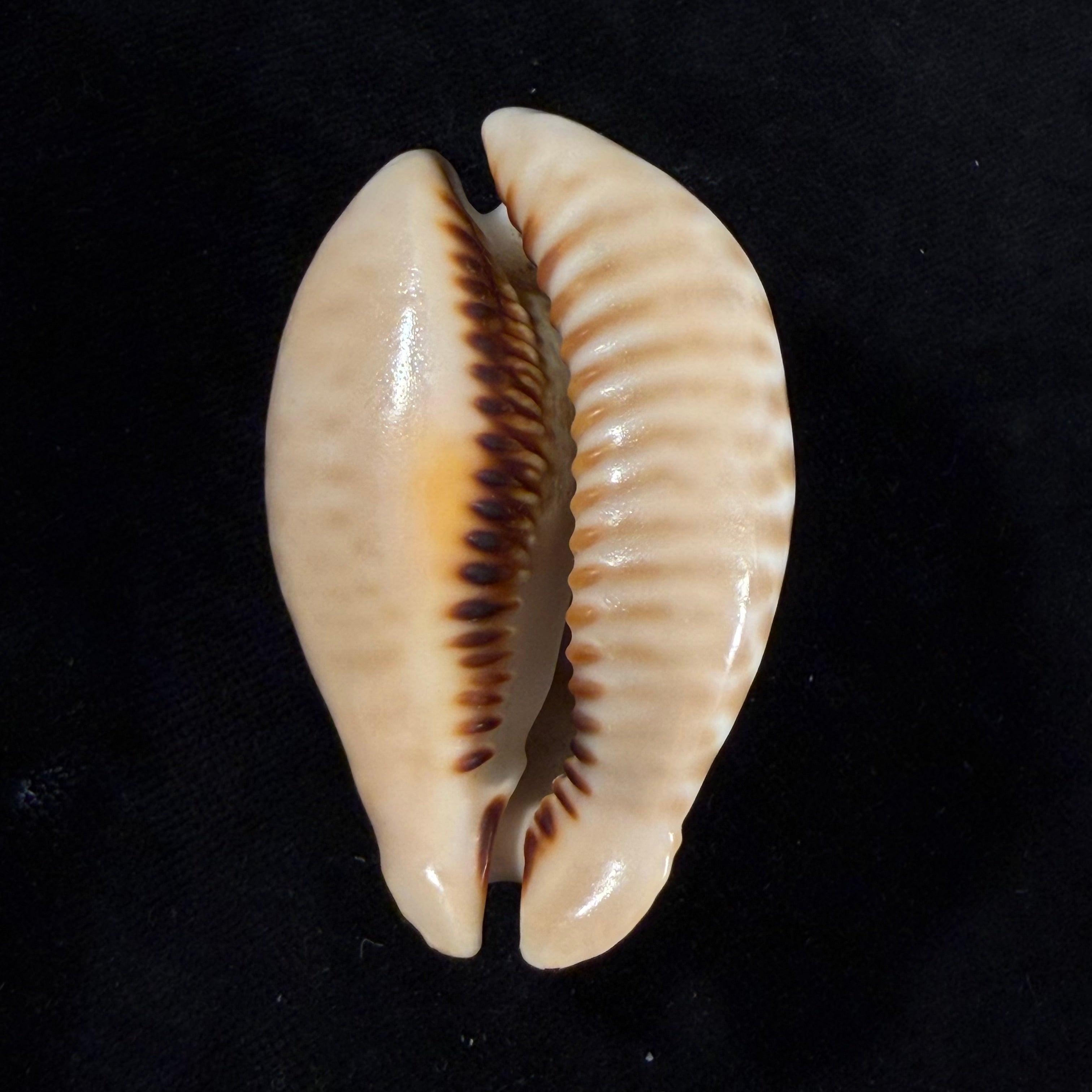 Muracypraea mus tristensis (Petuch, 1987) - 61,1mm