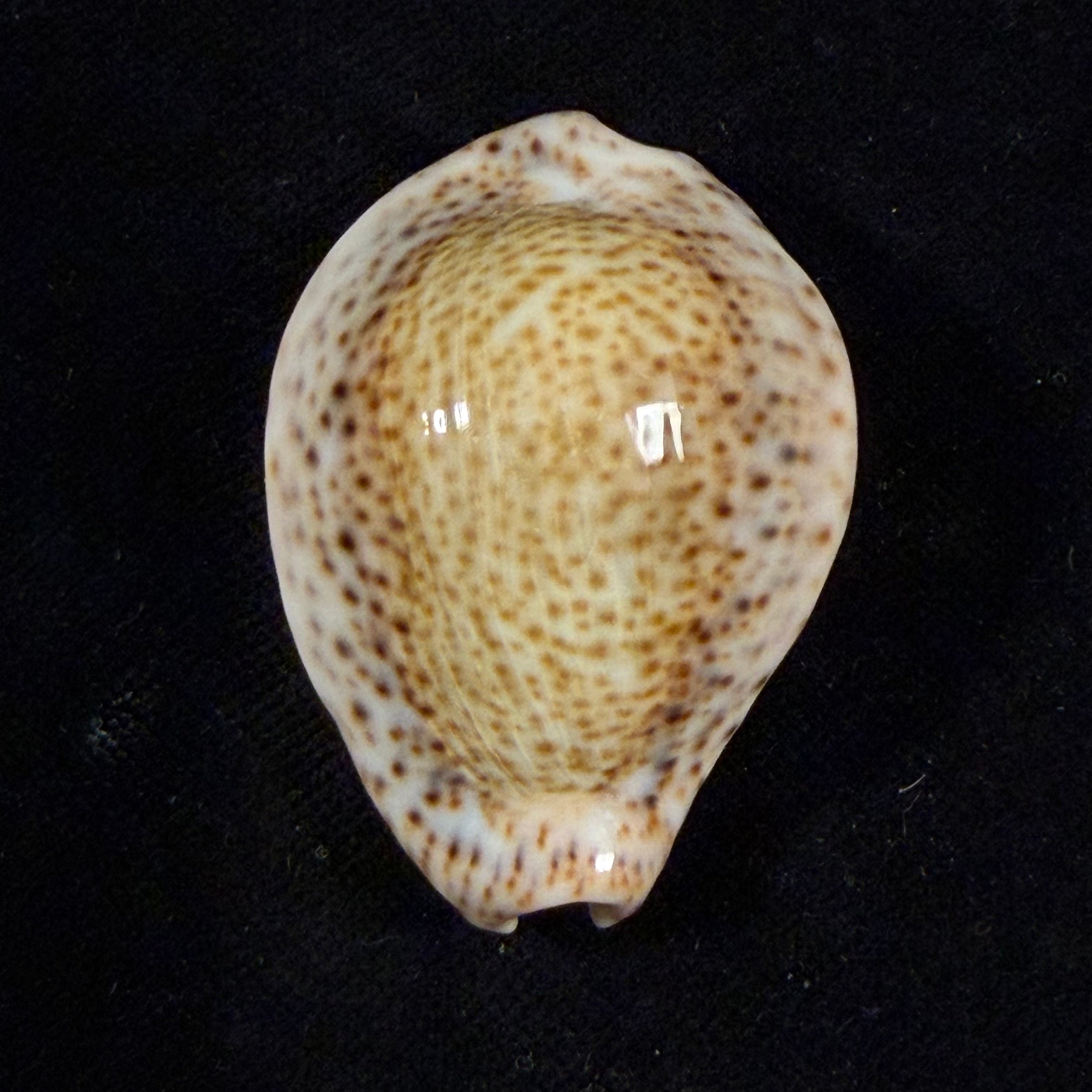 Naria turdus (Lamarck, 1810) - 44,2mm