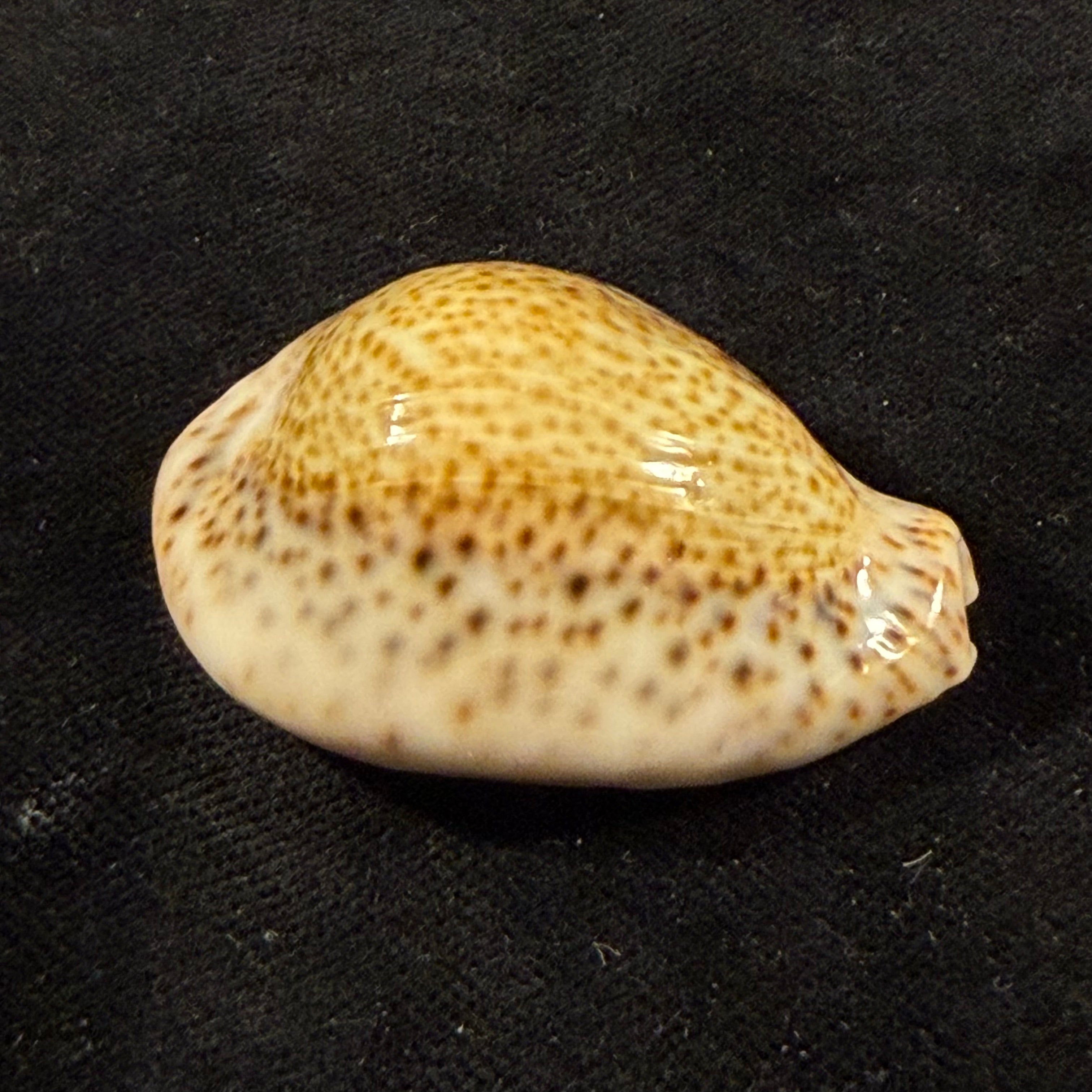 Naria turdus (Lamarck, 1810) - 44,2mm