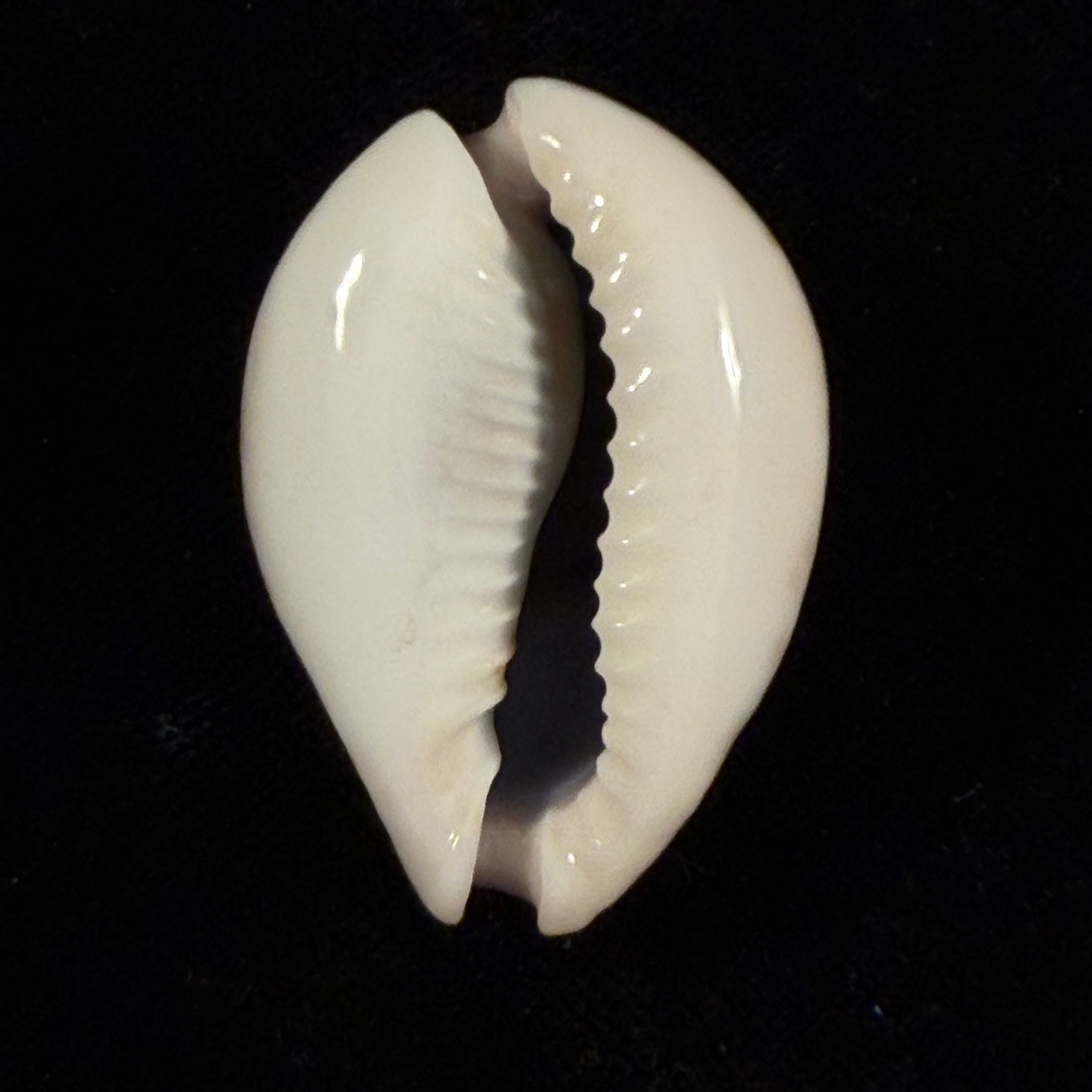 Naria turdus (Lamarck, 1810) - 44,2mm