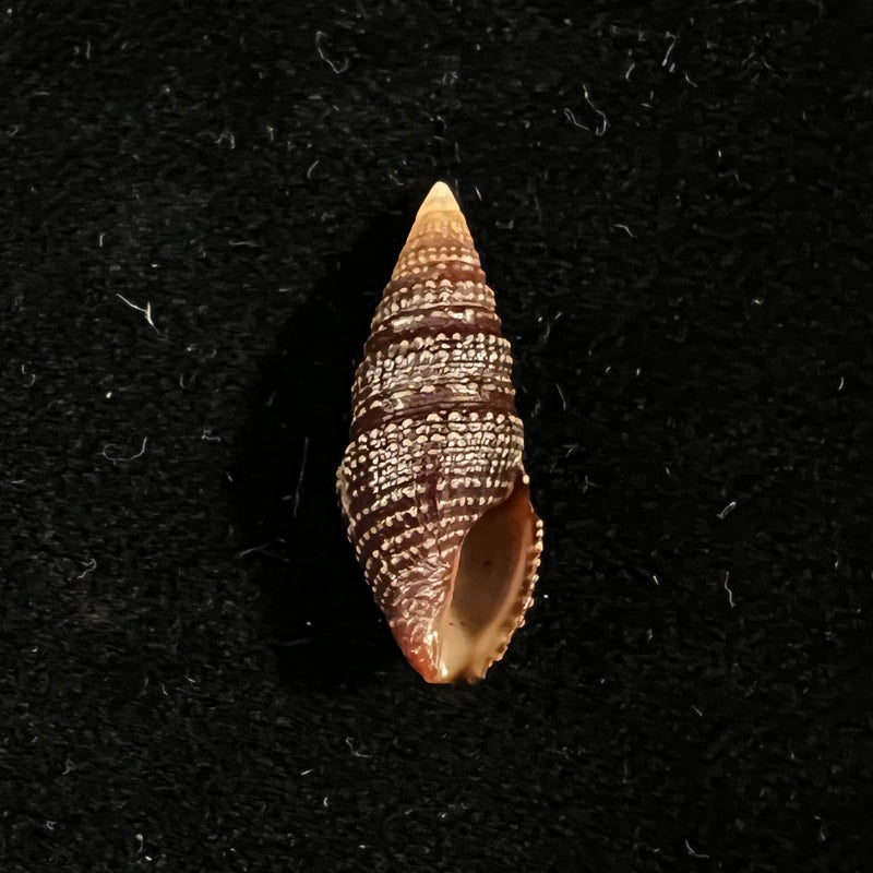 Crassispira cerithina (Anton, 1838) - 23,5mm