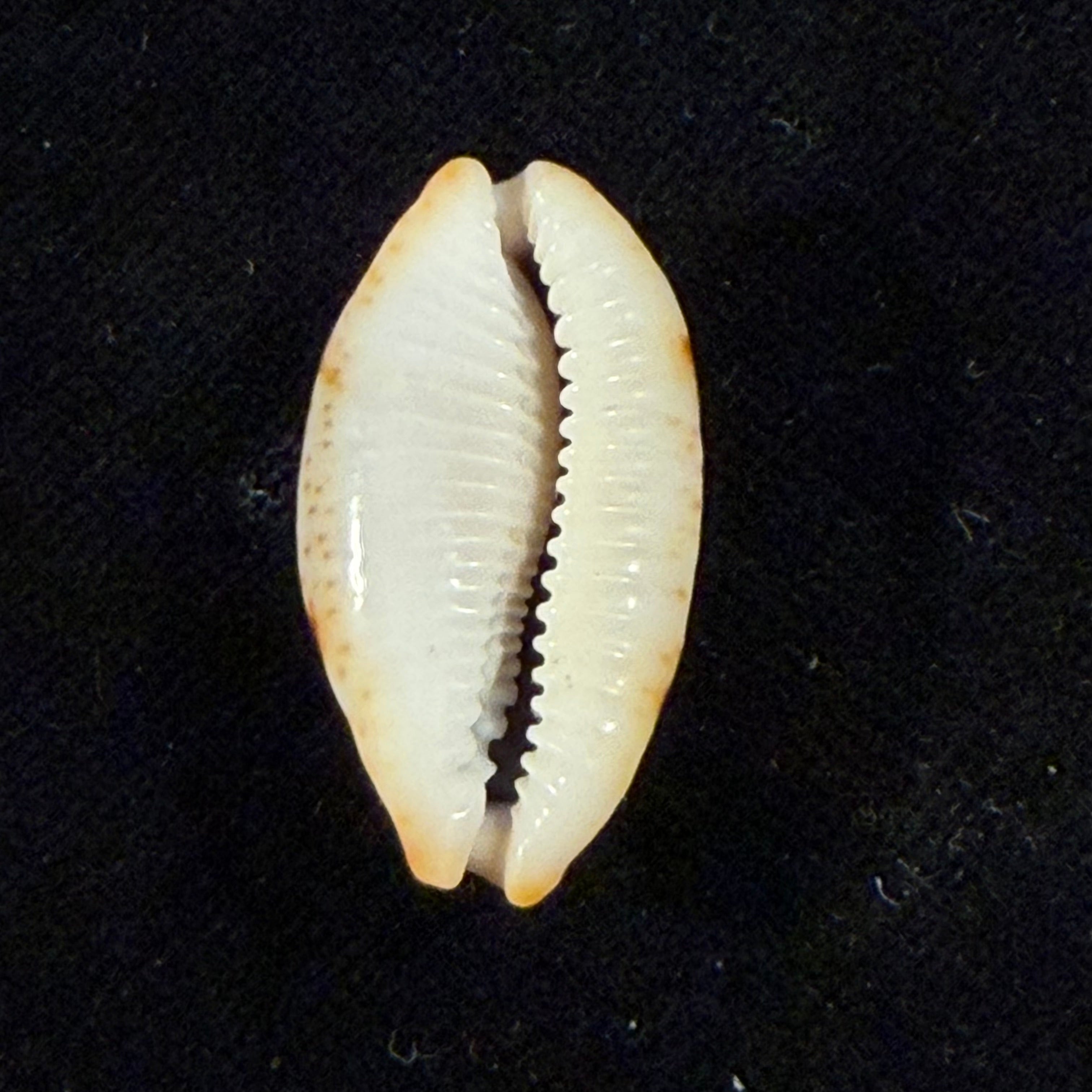 Bistolida stolida salaryensis Bozzetti, 2008 - 27,5mm