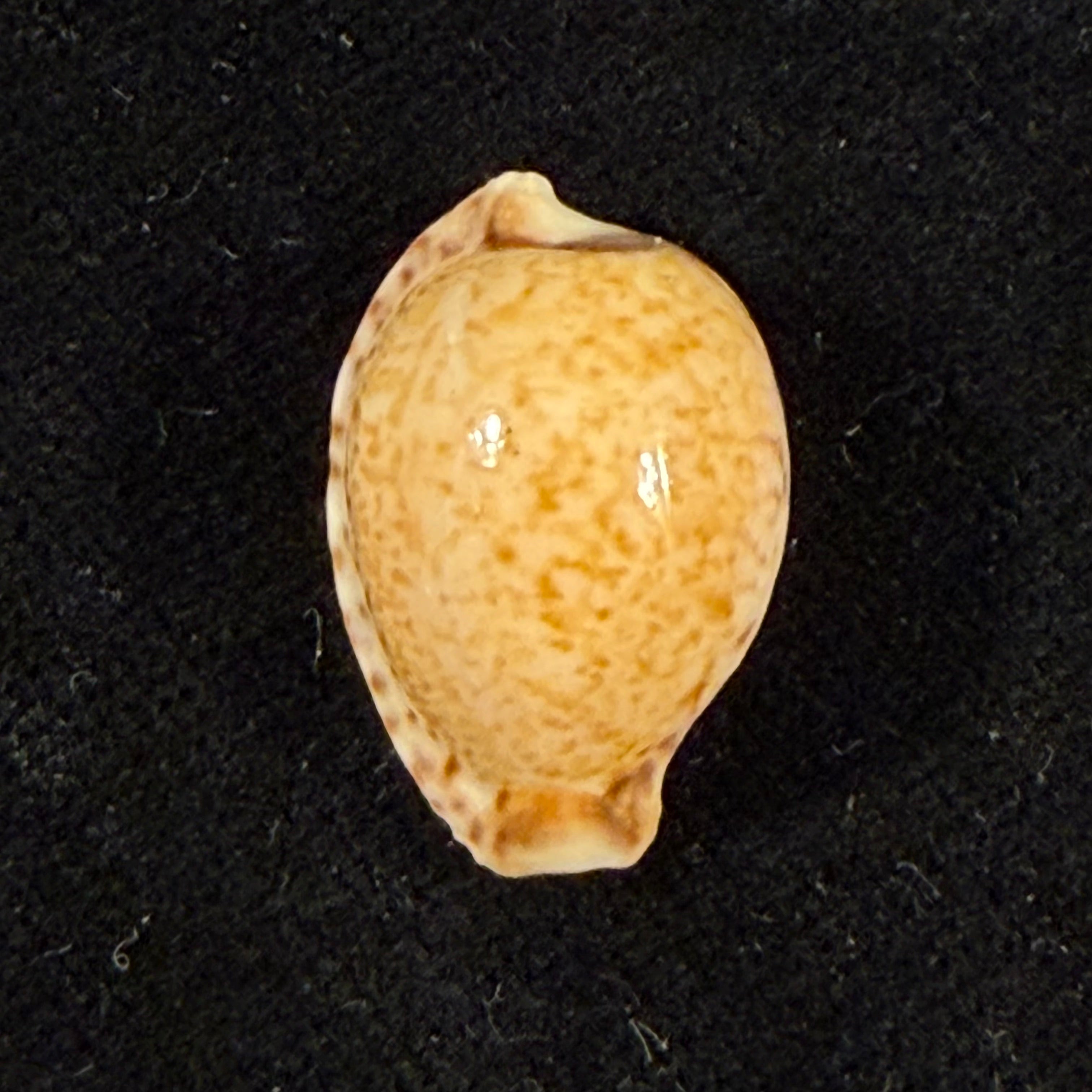Cypraeovula algoensis permarginata Lorenz, 1989 - 21,3mm