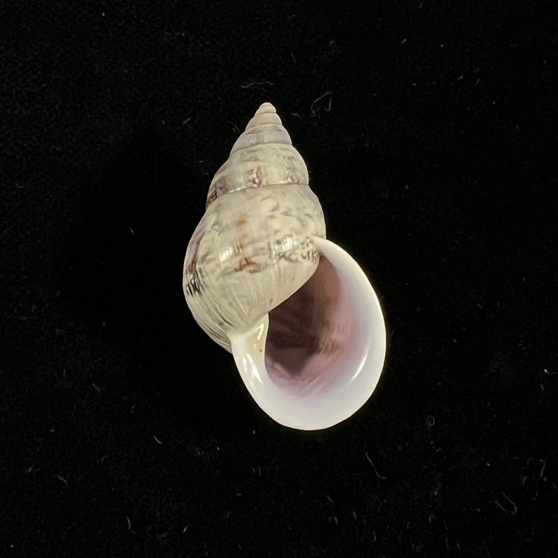 Drymaeus expansus orcesi Weyrauch, 1958 - 34,1mm