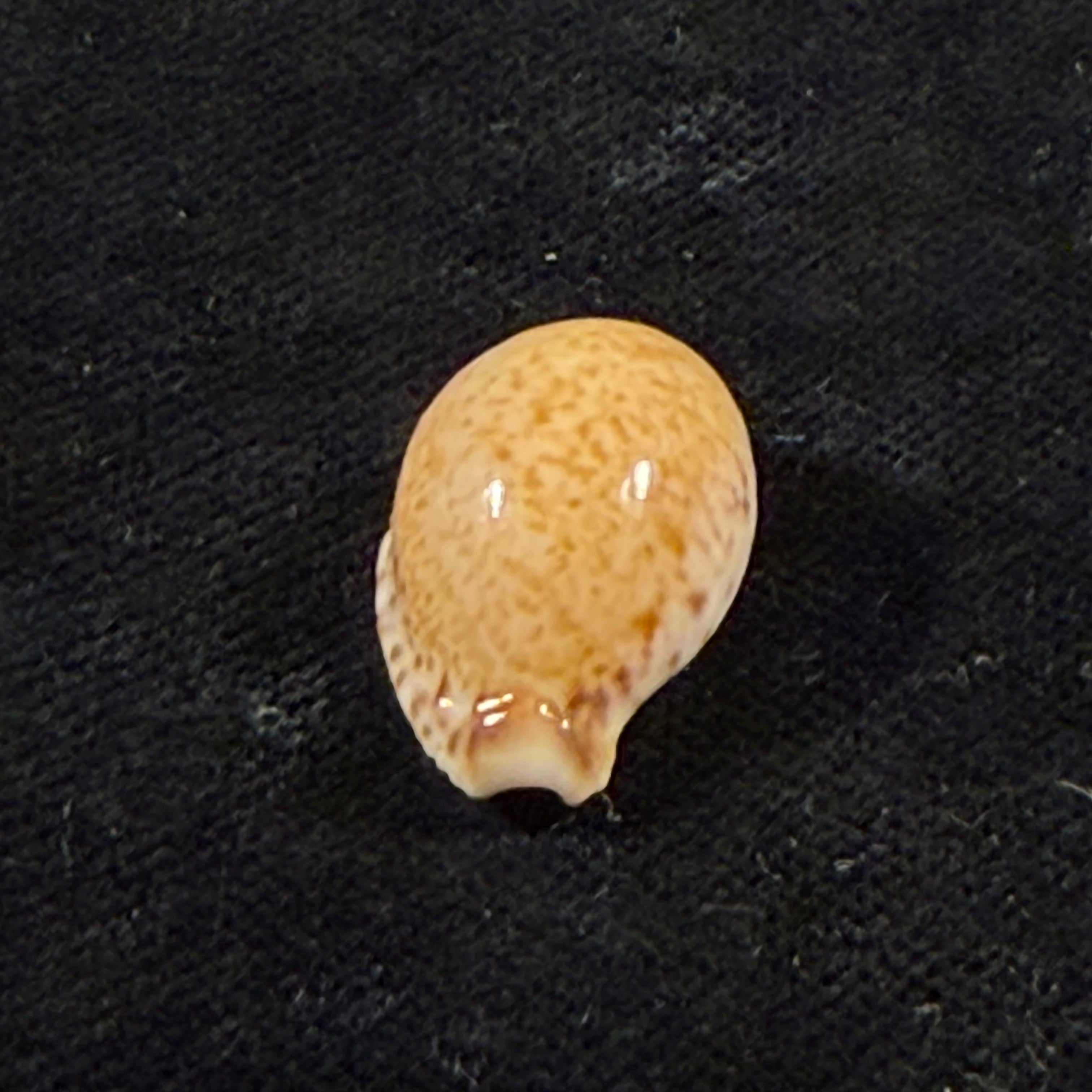Cypraeovula algoensis permarginata Lorenz, 1989 - 21,3mm