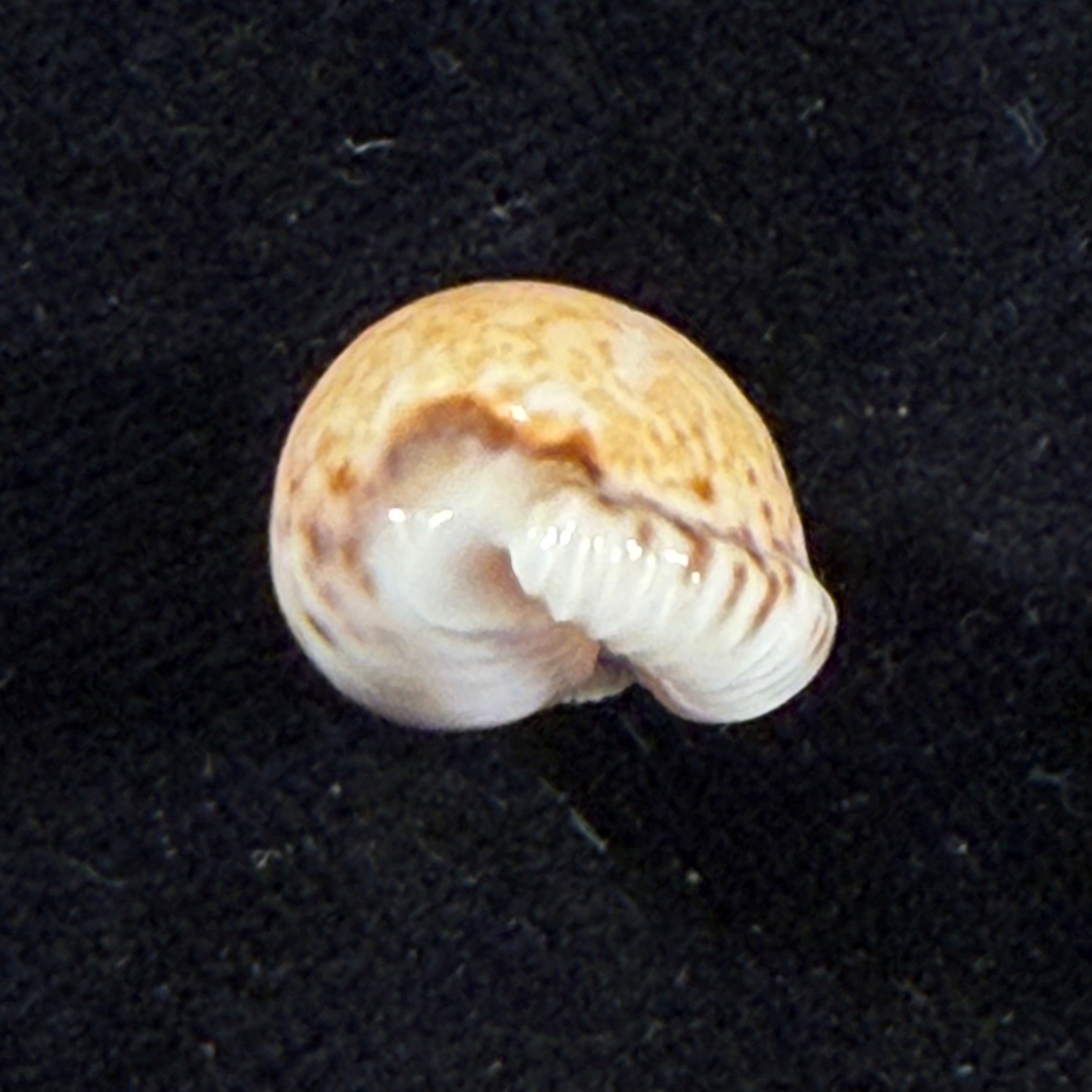 Cypraeovula algoensis permarginata Lorenz, 1989 - 21,3mm
