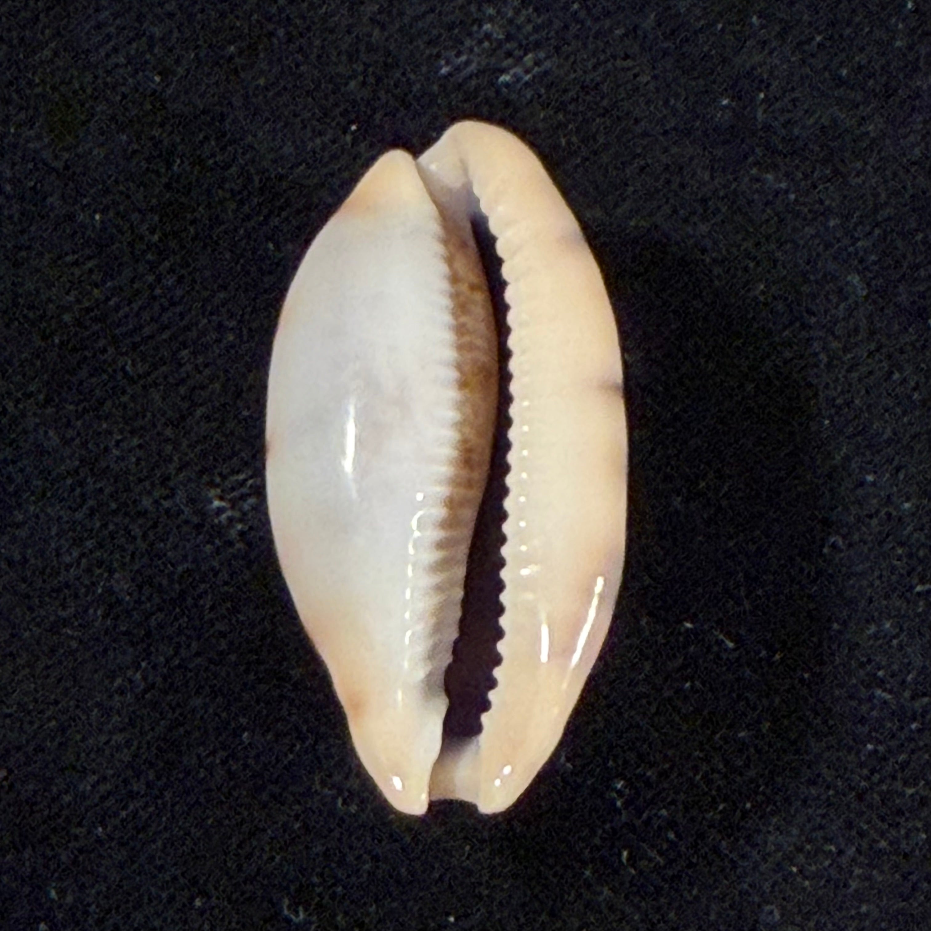 Talostolida pellucens panamensis (Lorenz, 2002) - 38,7mm